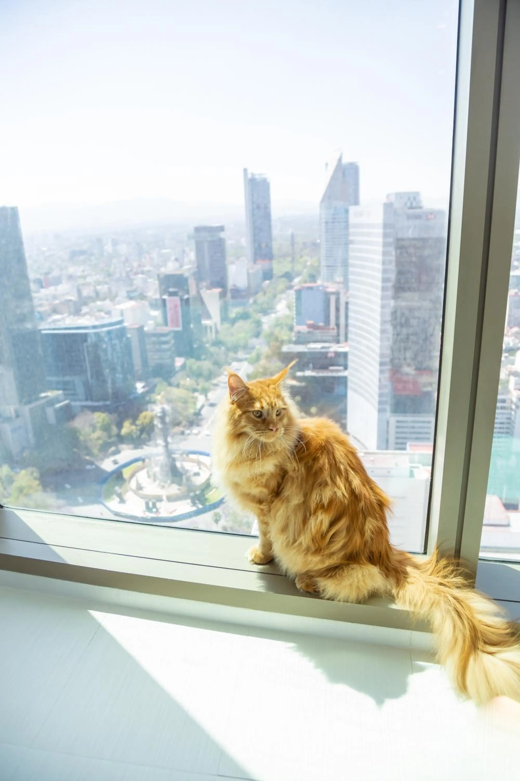Pets in Sofitel Mexico City Reforma