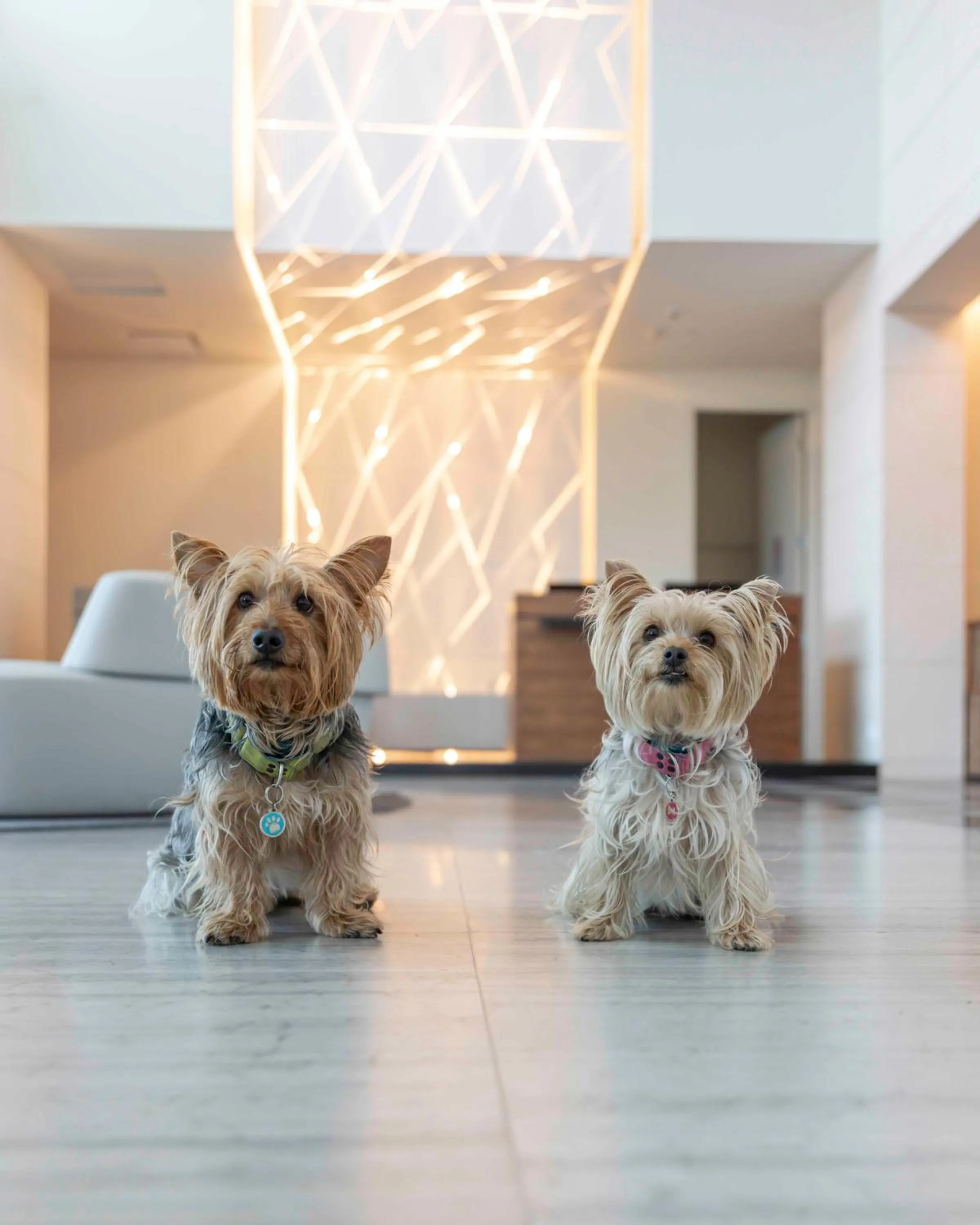 Pets in Sofitel Mexico City Reforma