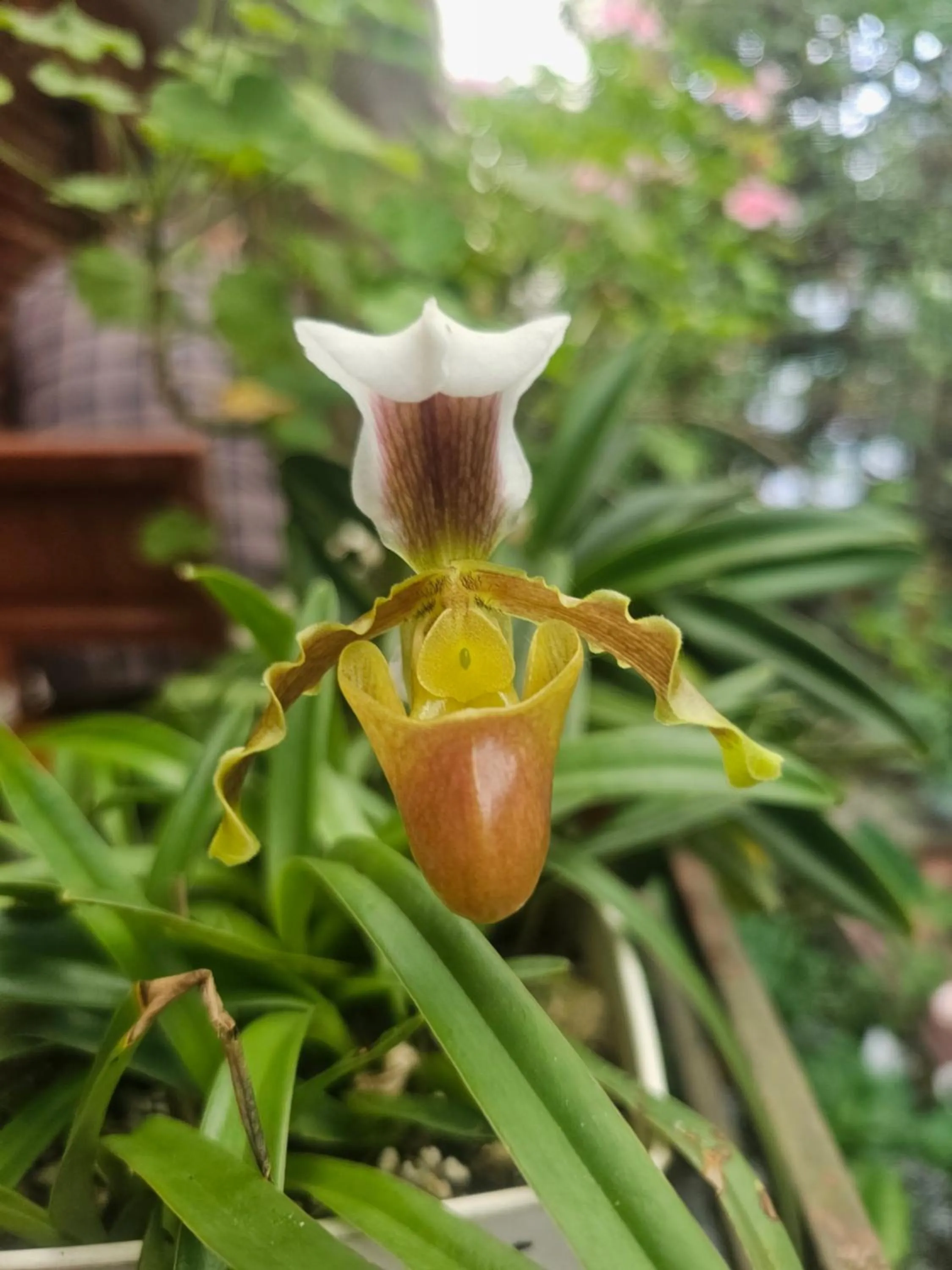 Garden view in Dang Khoa Garden Inn