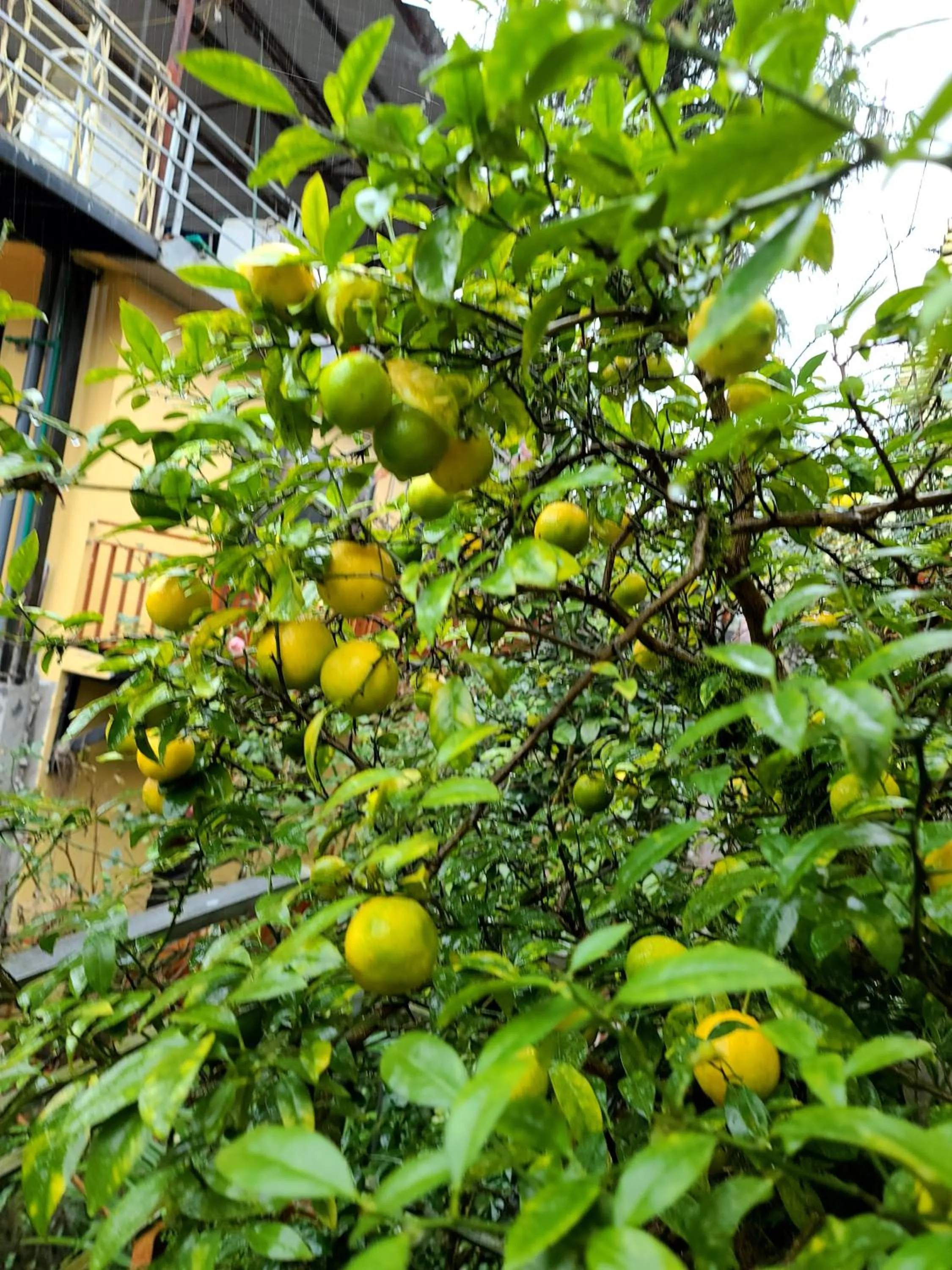 Garden view in Dang Khoa Garden Inn