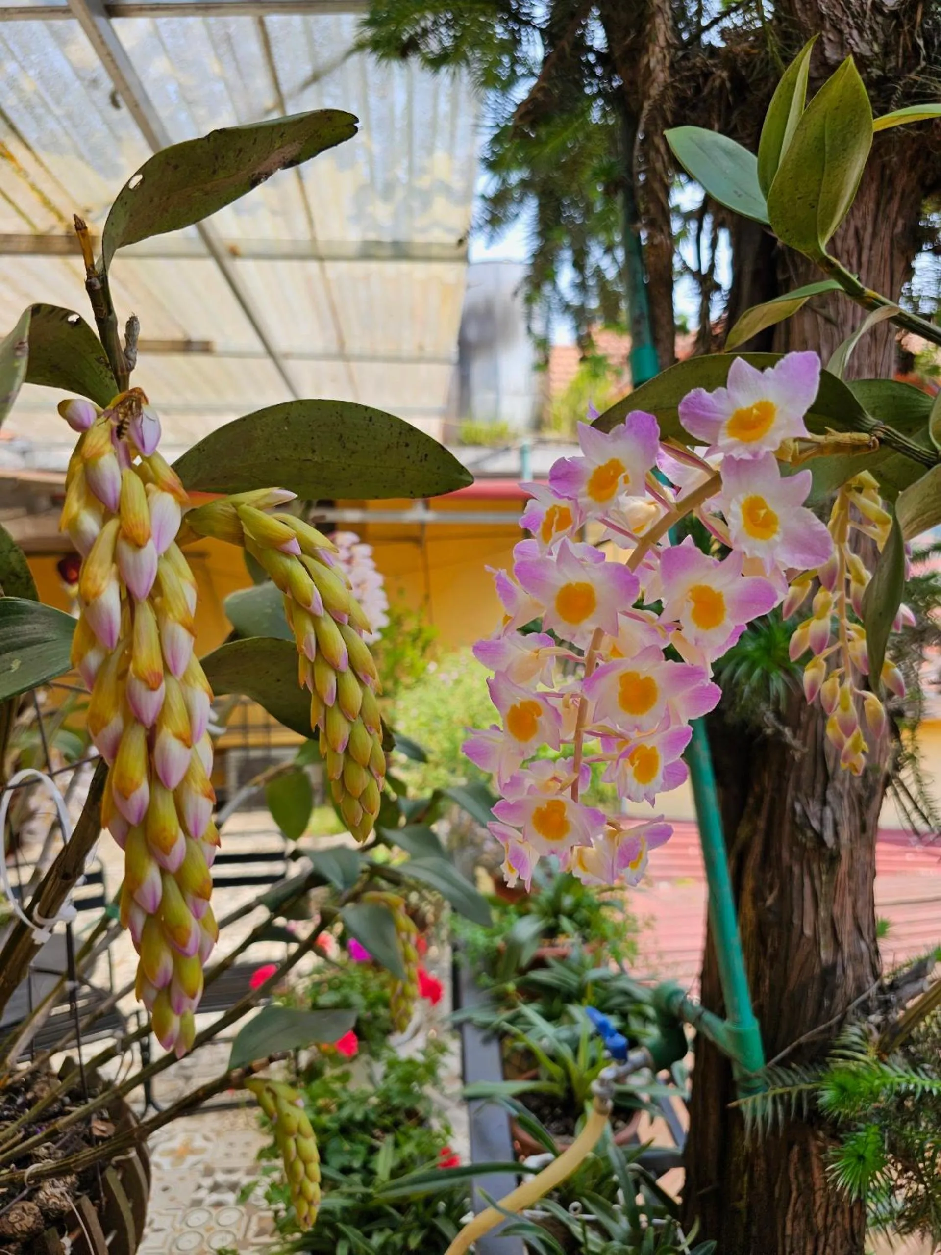 Garden in Dang Khoa Garden Inn