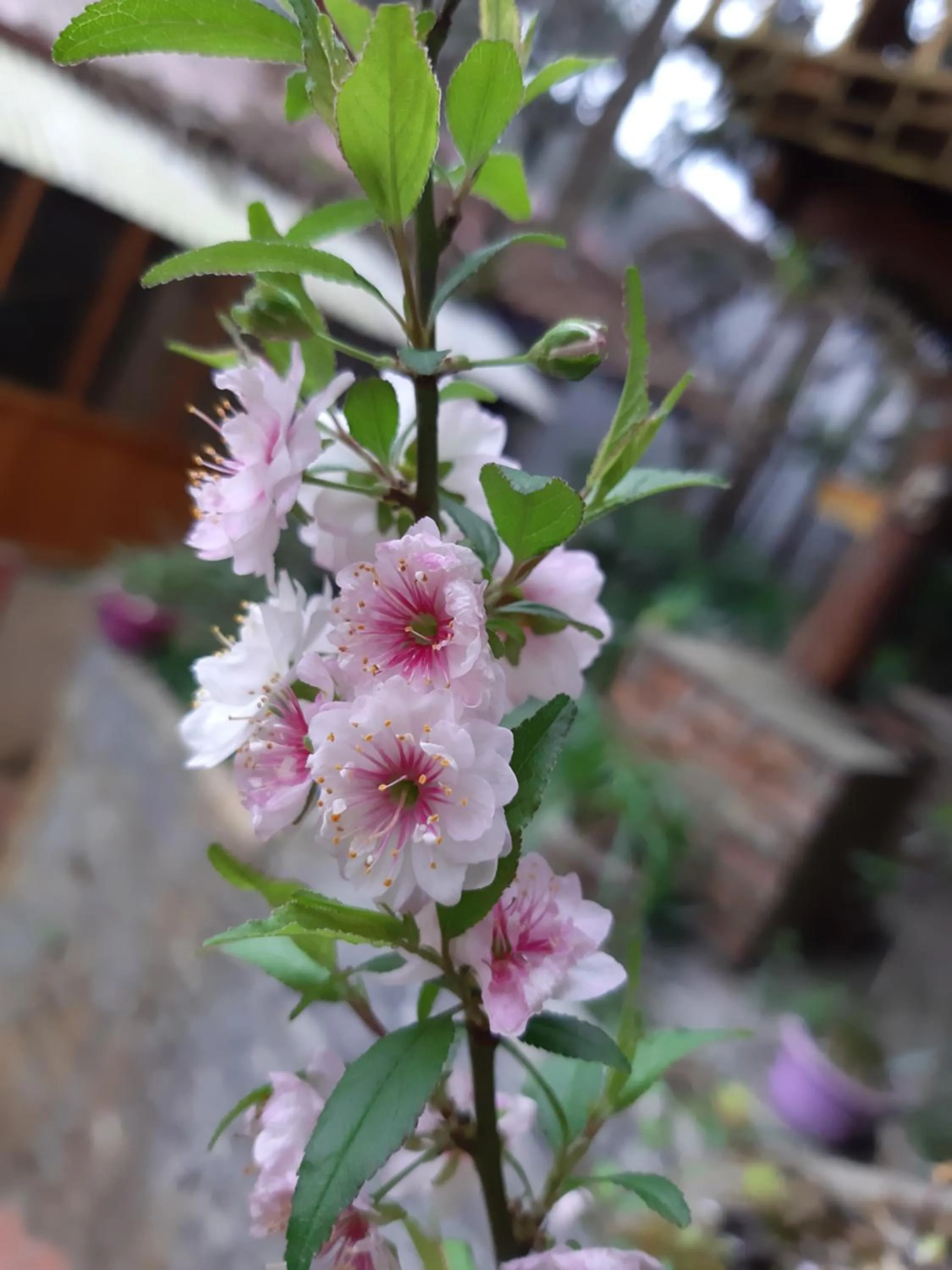 Spring in Dang Khoa Garden Inn