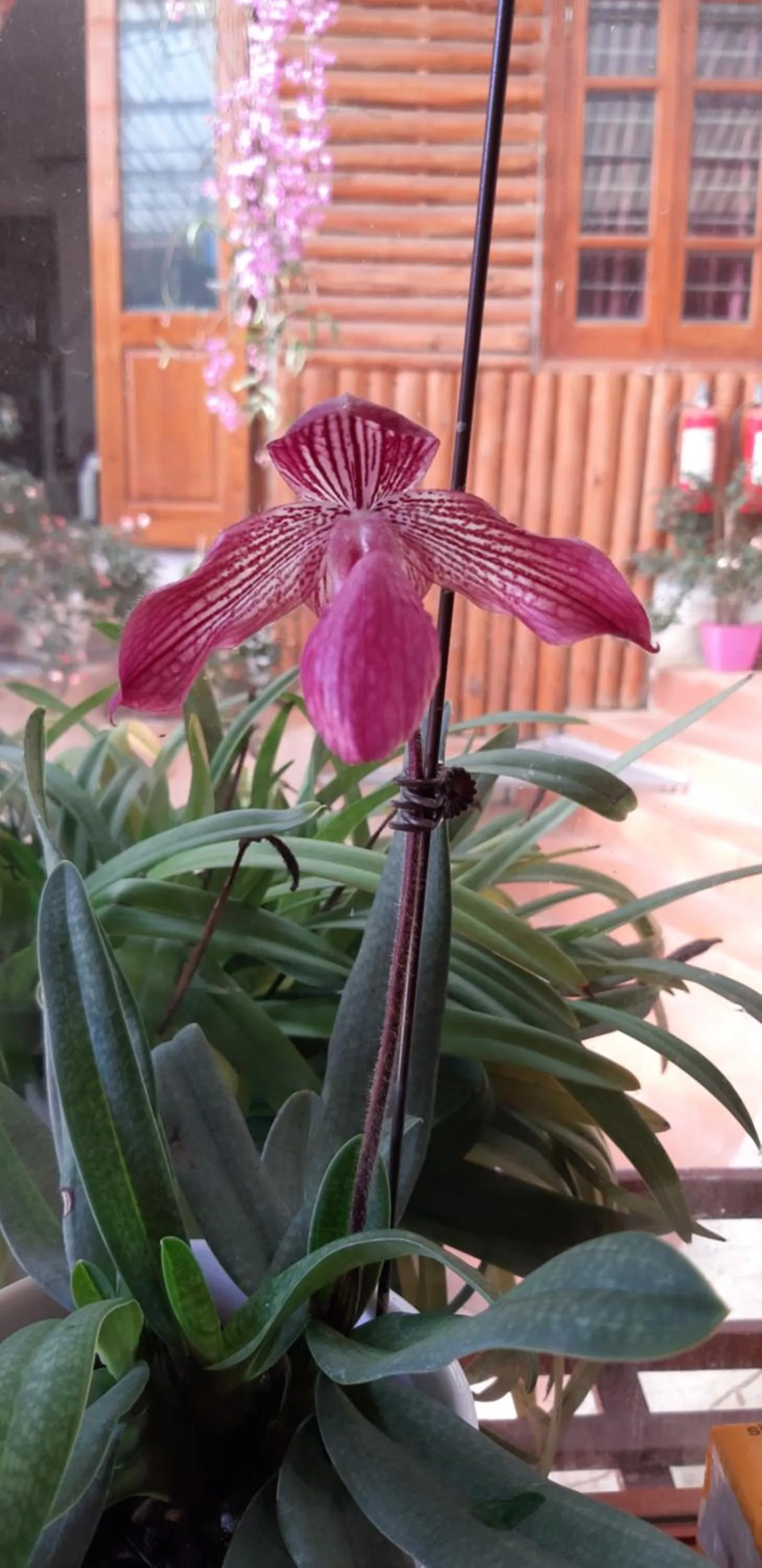 Animals in Dang Khoa Garden Inn