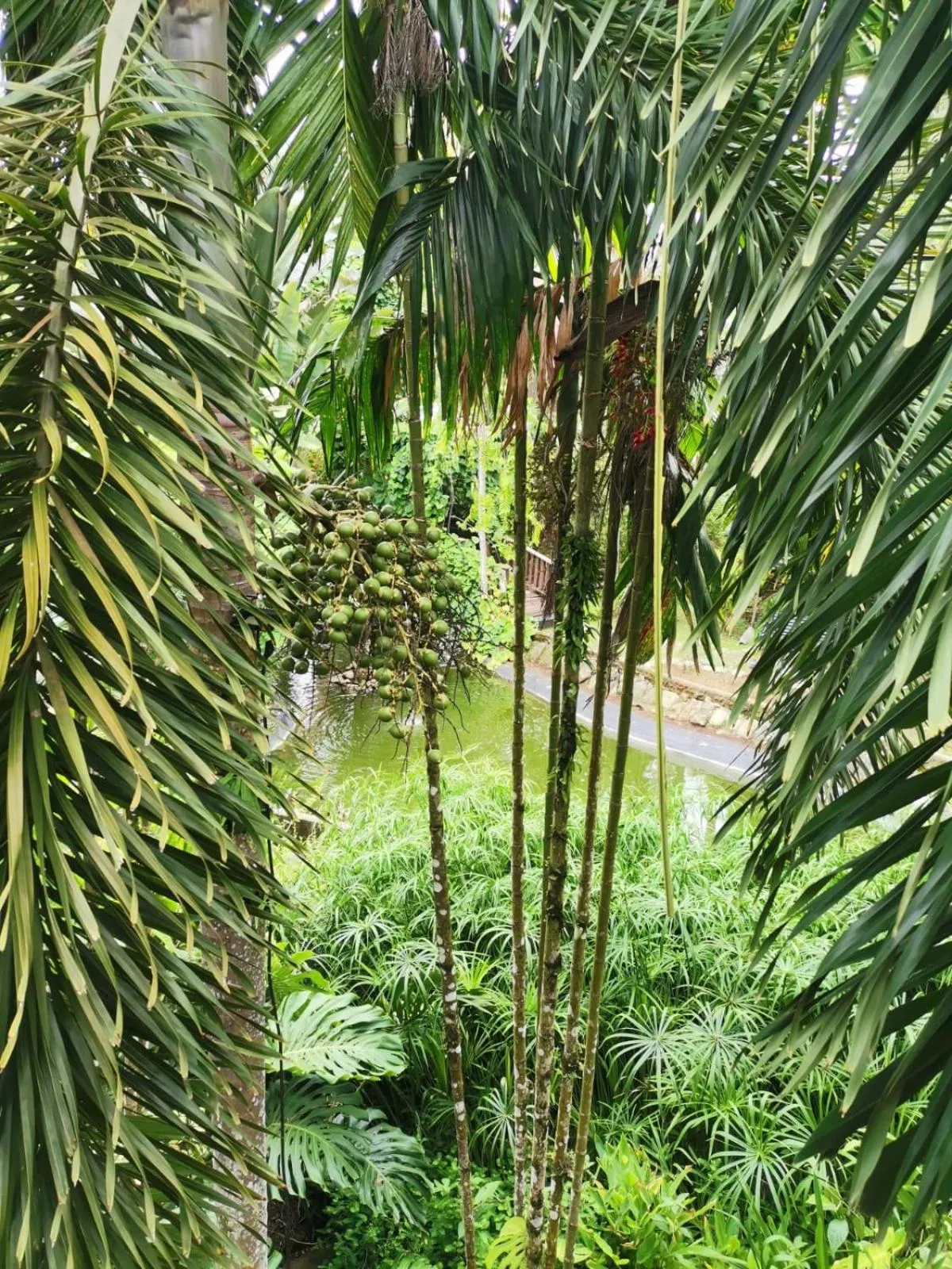 Garden view in Diuwak