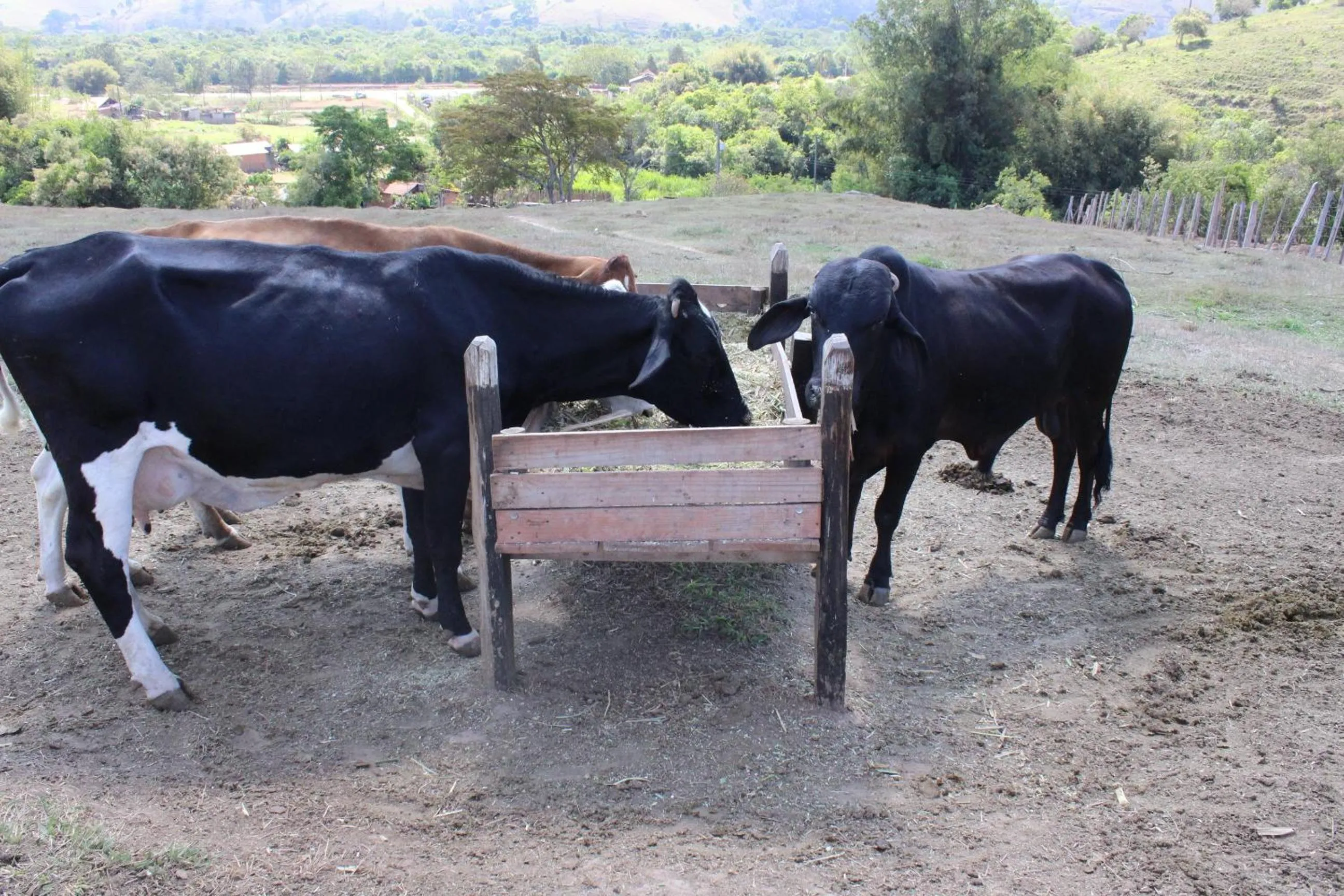 Animals in Hotel Fazenda Vista Alegre