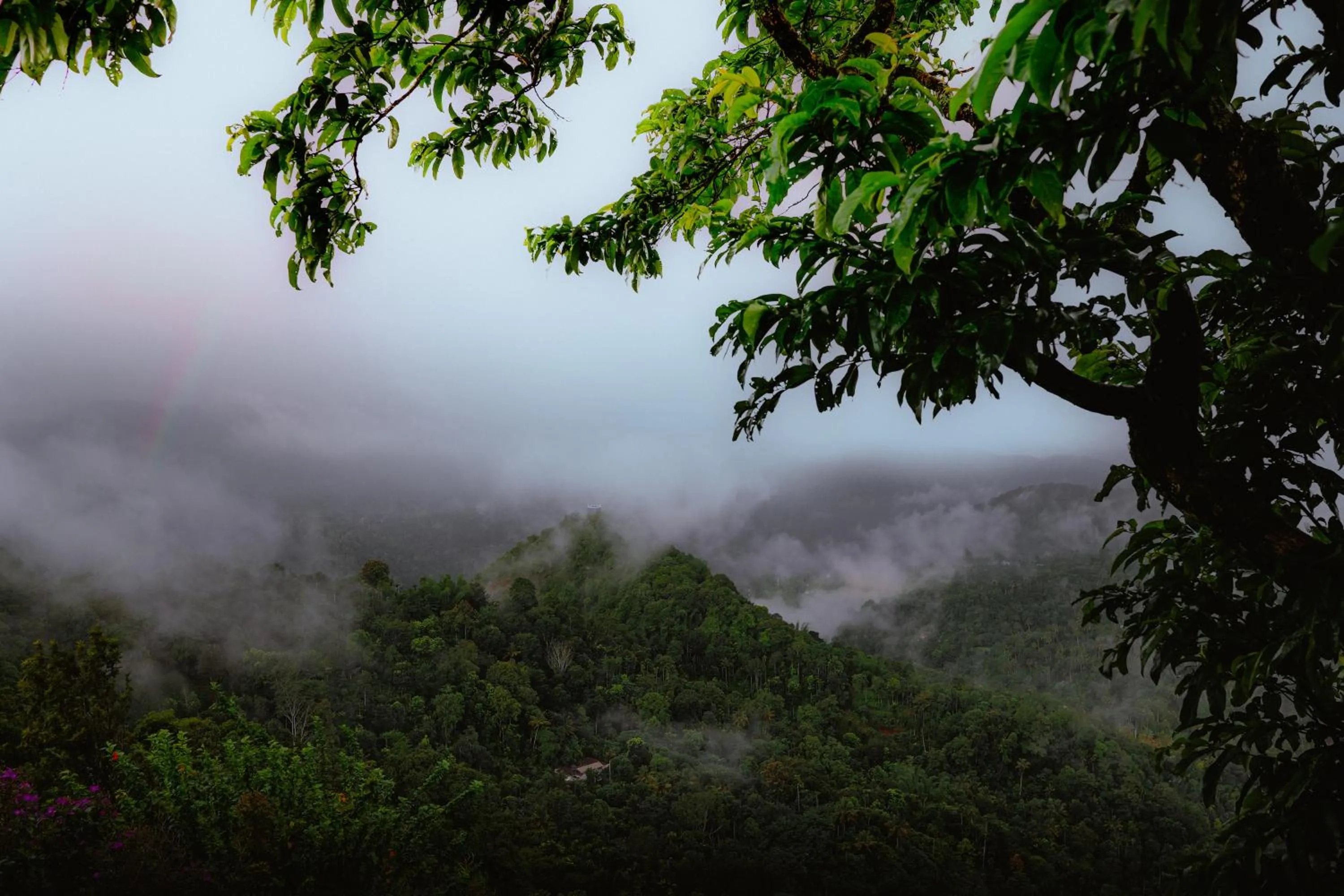 View (from property/room) in Haze and Kites Resort Munnar