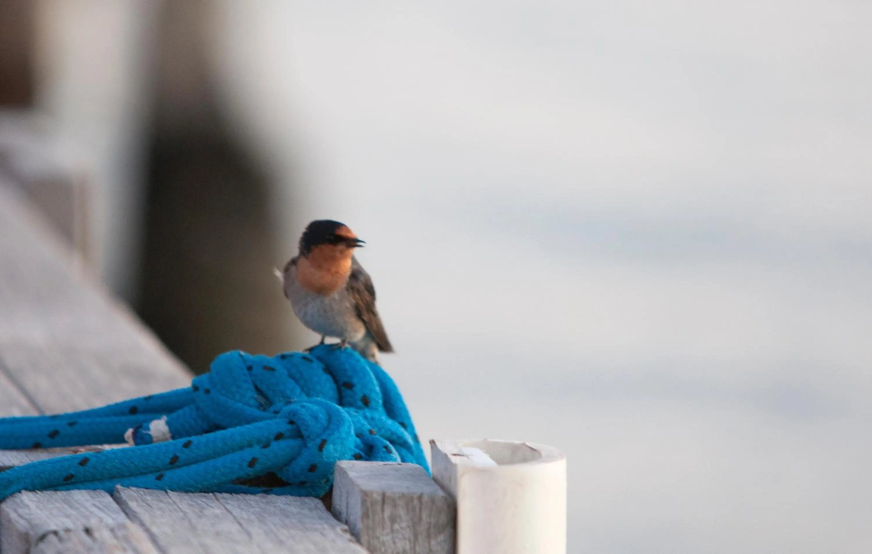 Area and facilities in RAC Monkey Mia Dolphin Resort