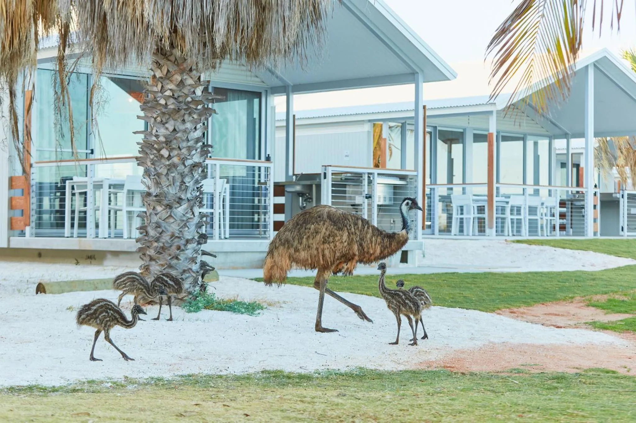Animals in RAC Monkey Mia Dolphin Resort