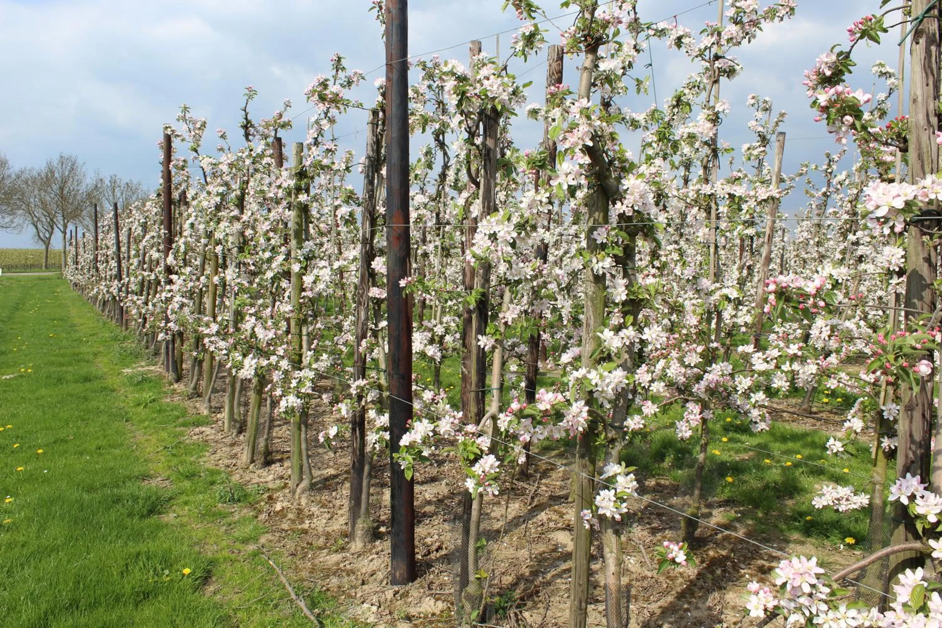 Natural landscape in B&B De Vroling