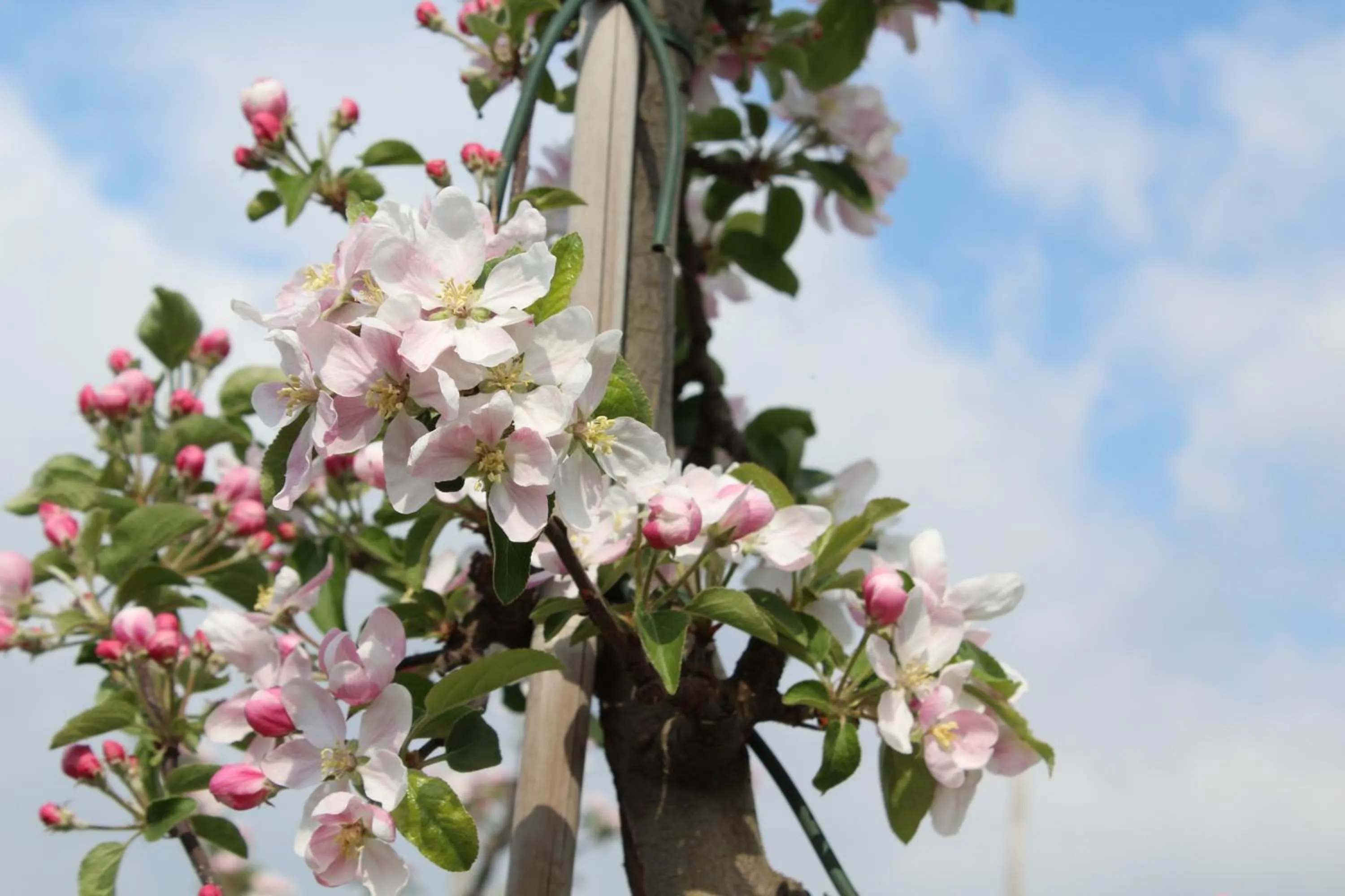 Natural landscape in B&B De Vroling
