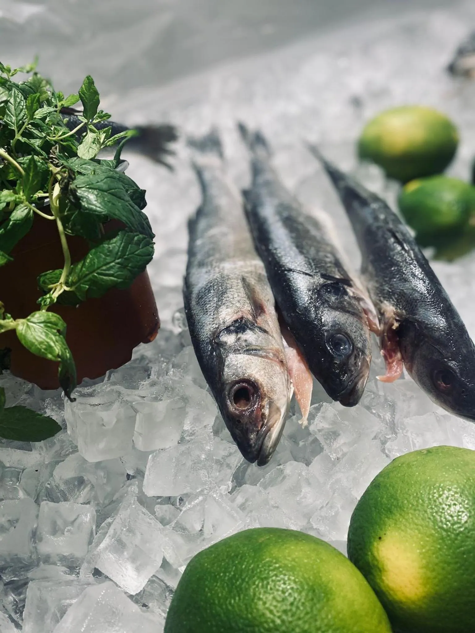 Animals in Leonardo Privilege Eilat Hotel - All inclusive