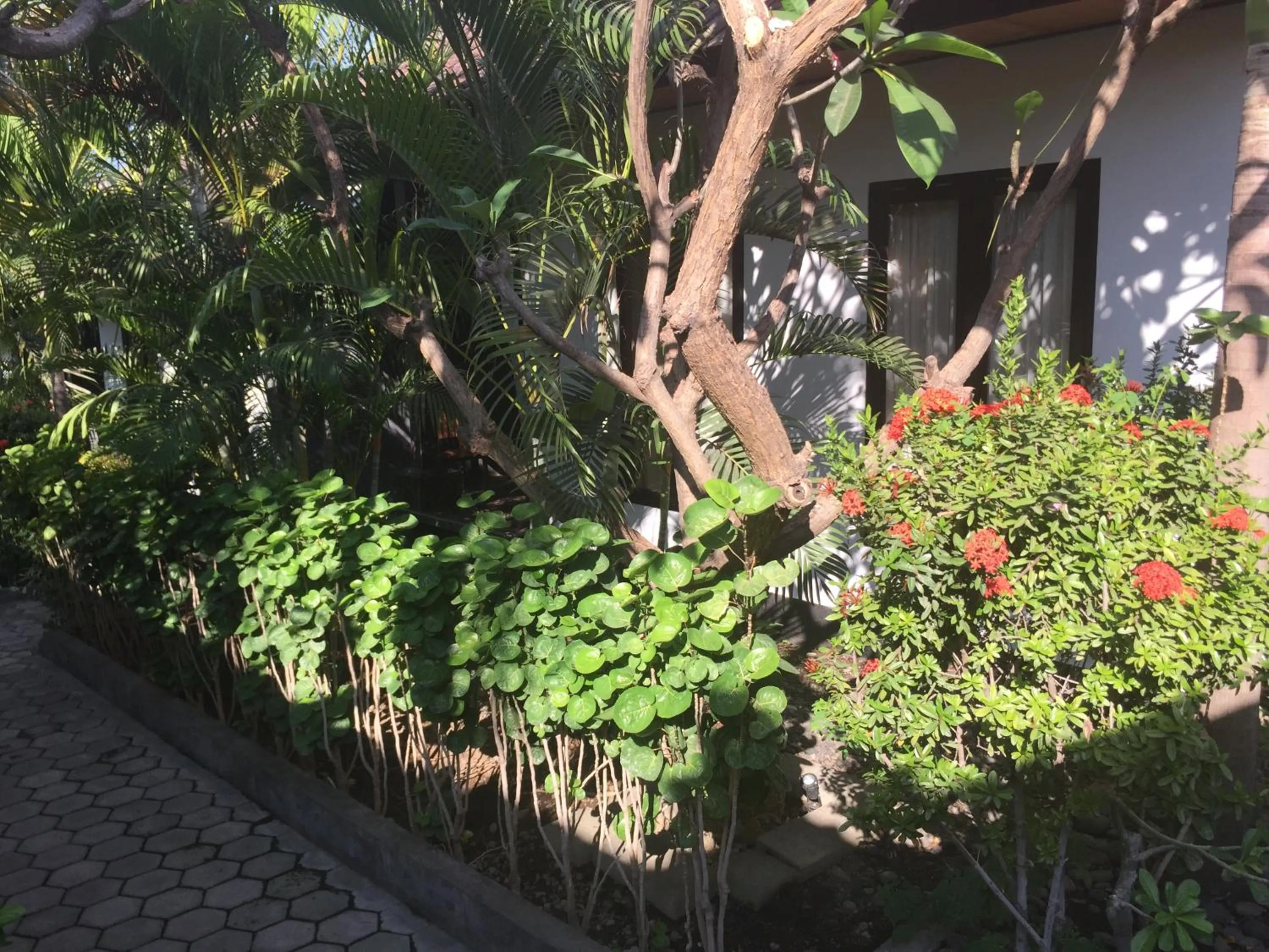 Garden in Scuba Tribe Bali dive-resort