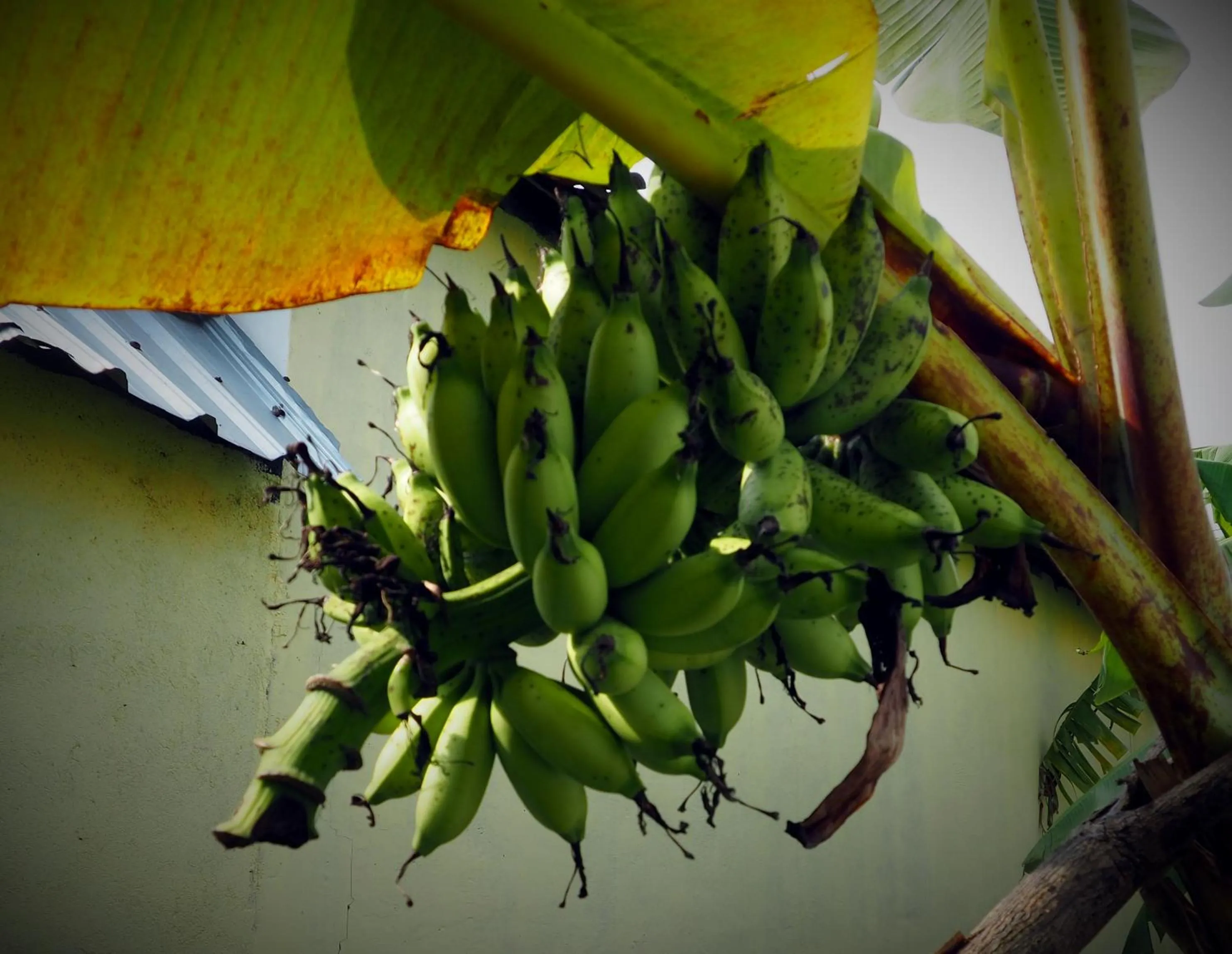 Garden in Scuba Tribe Bali dive-resort