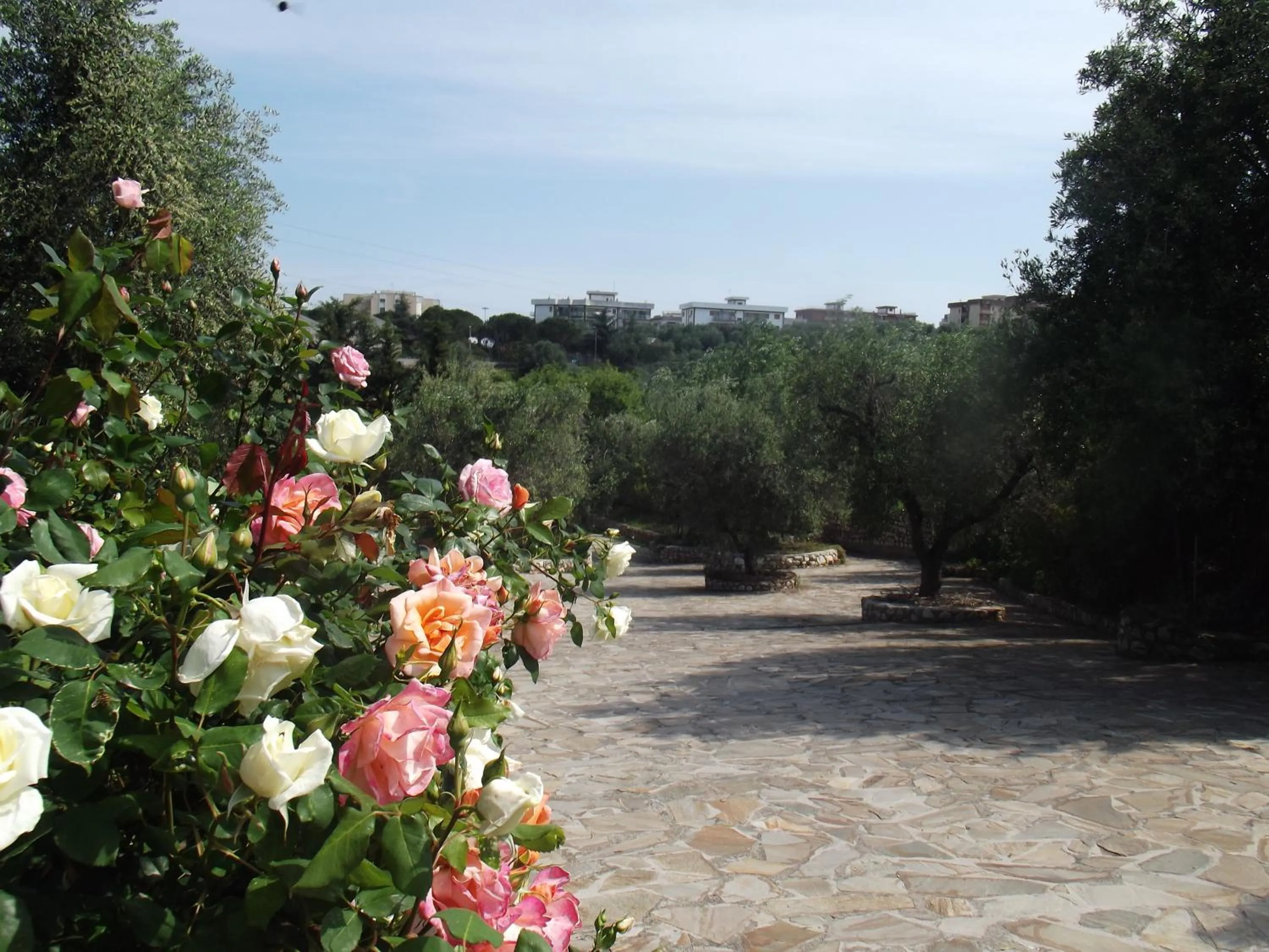 Natural landscape in Hotel Resort Poggio degli Ulivi