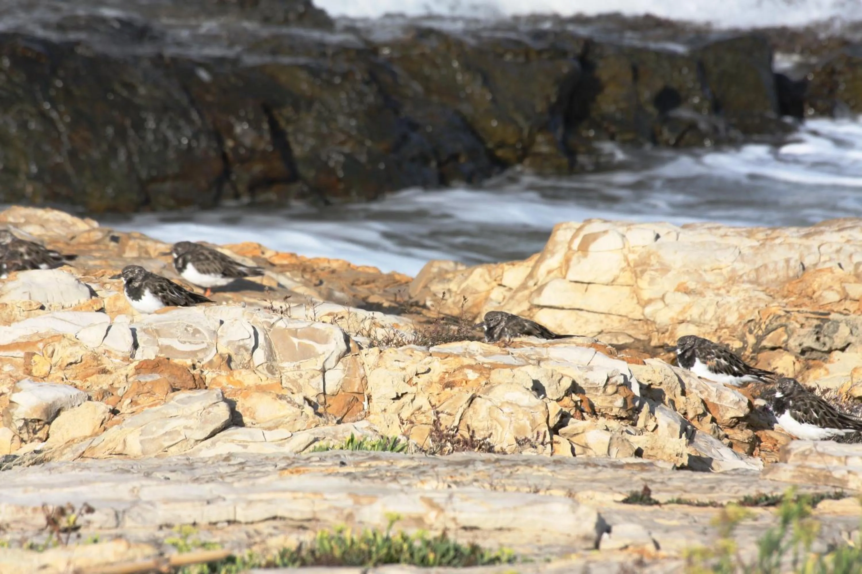 Area and facilities in Villa Dafne