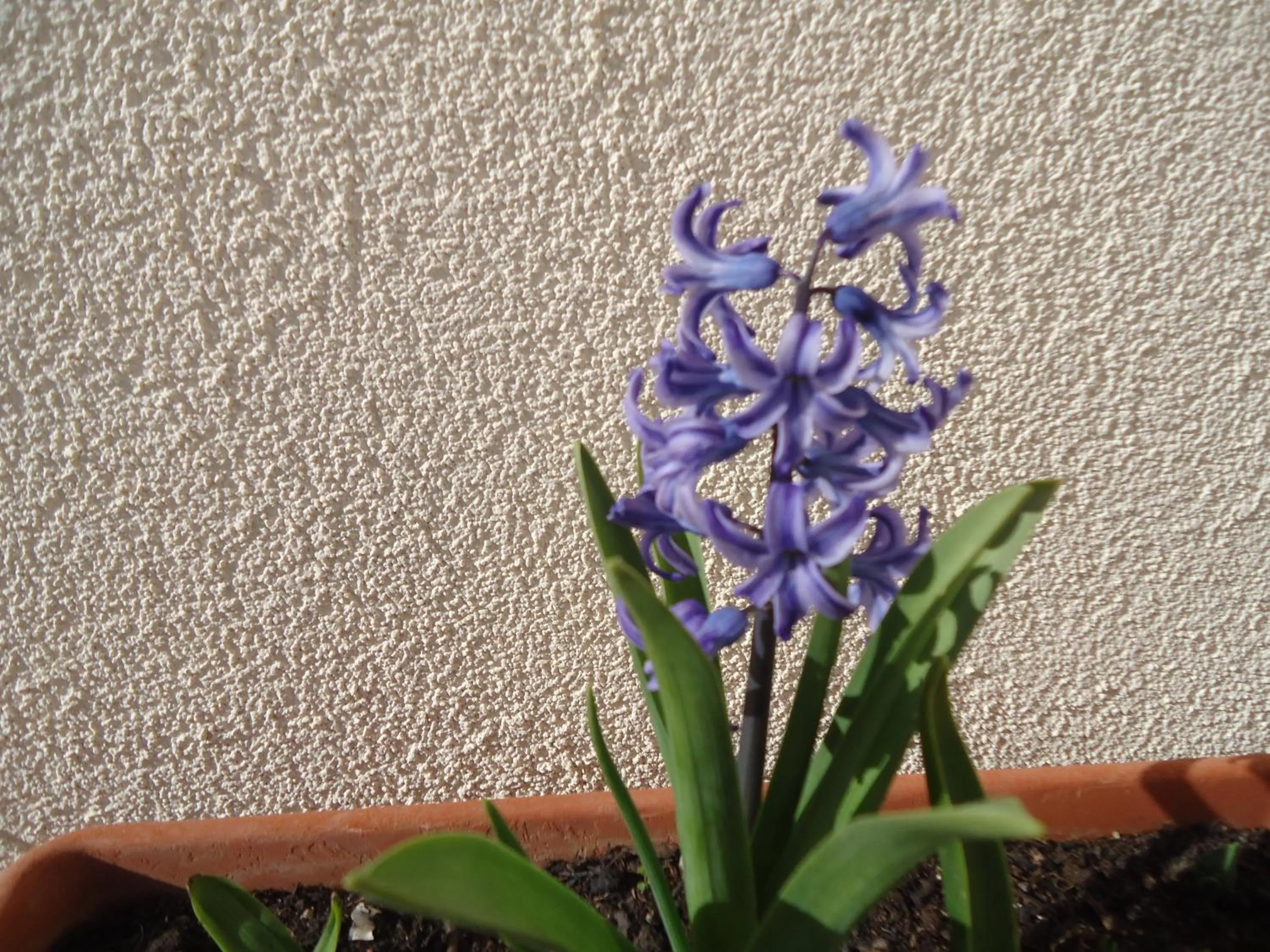 Garden in Villa Dafne