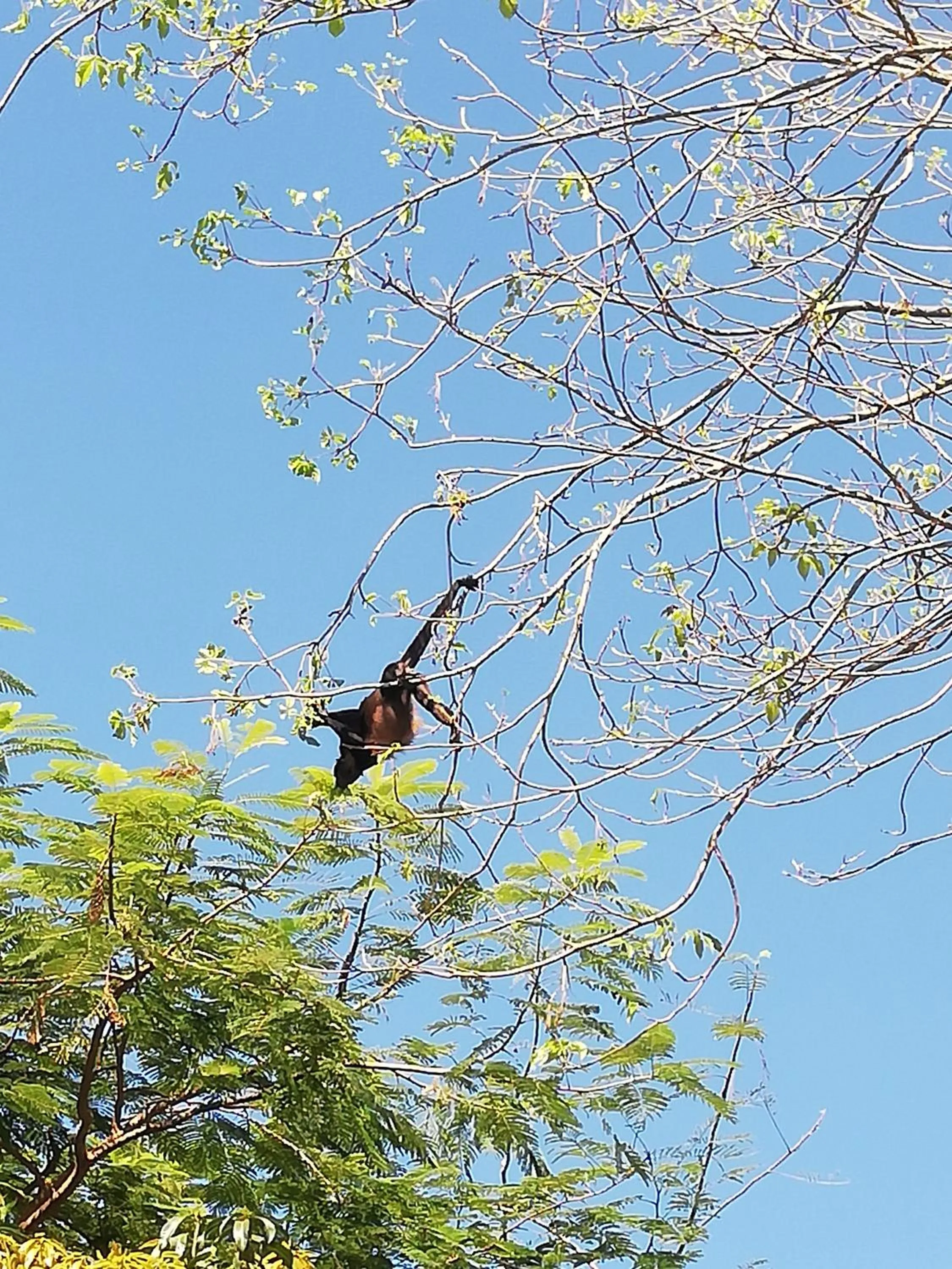 Animals in Vista Naranja Ocean View House