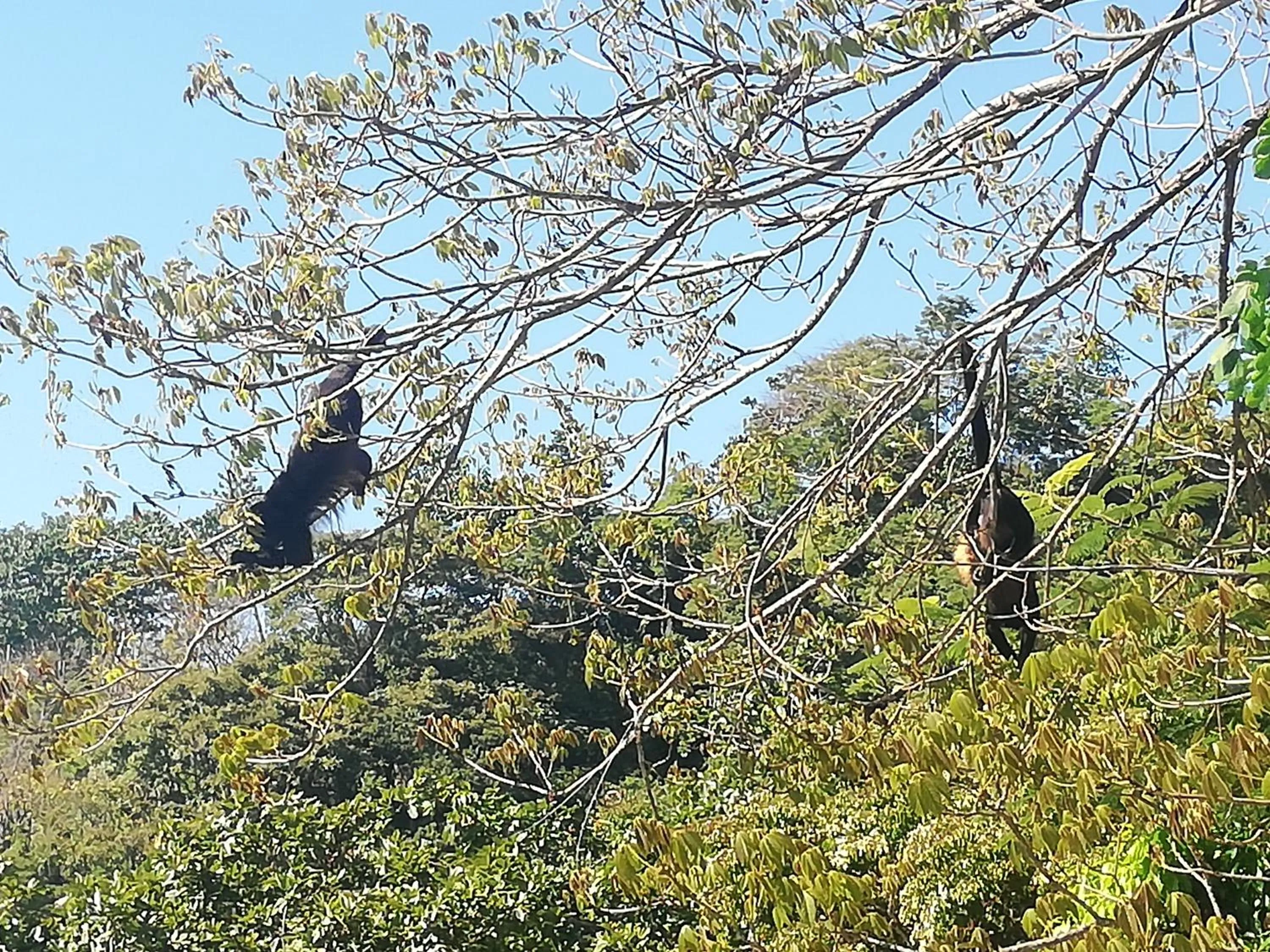 Animals in Vista Naranja Ocean View House