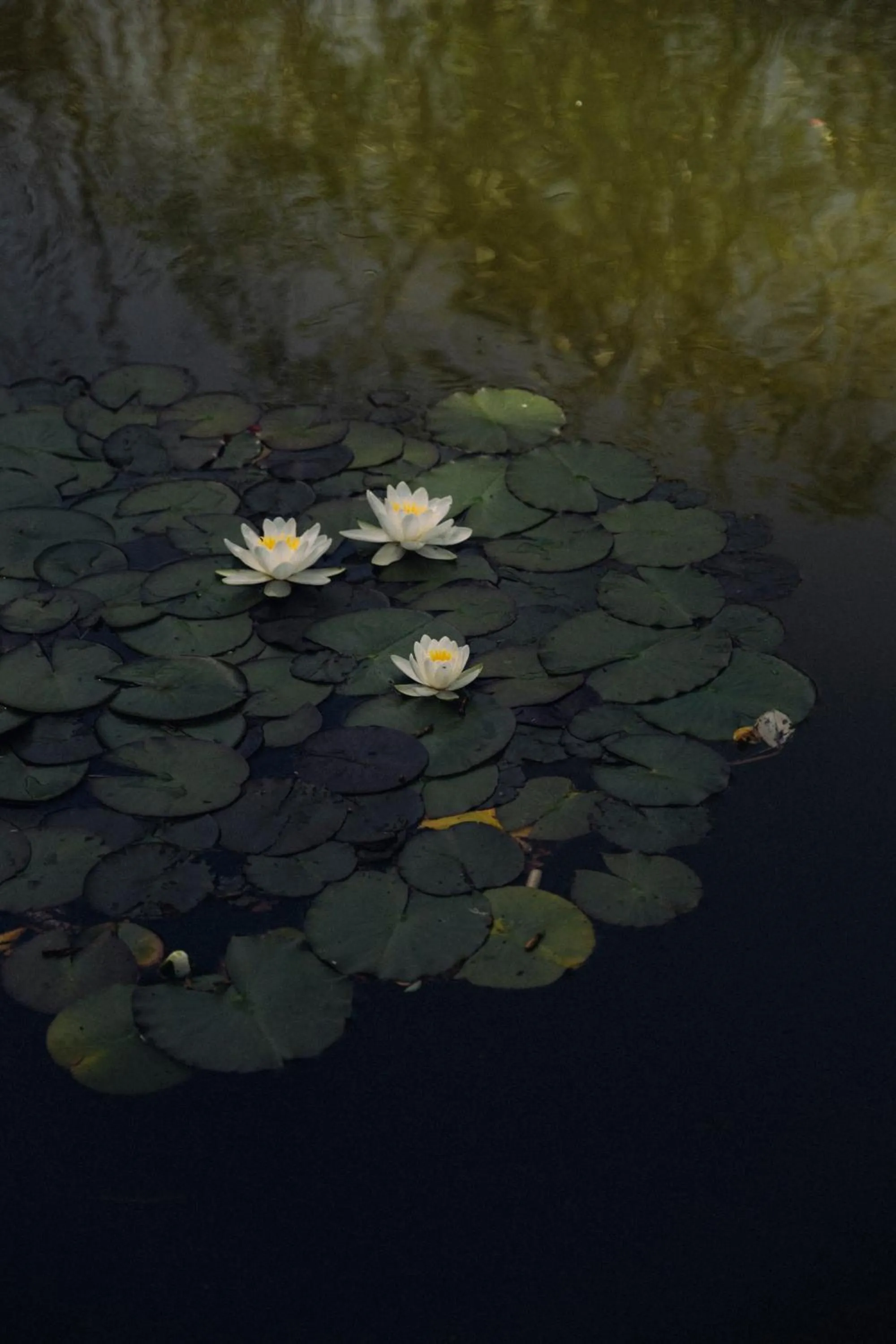 Casa Lavanda Boutique Hotel