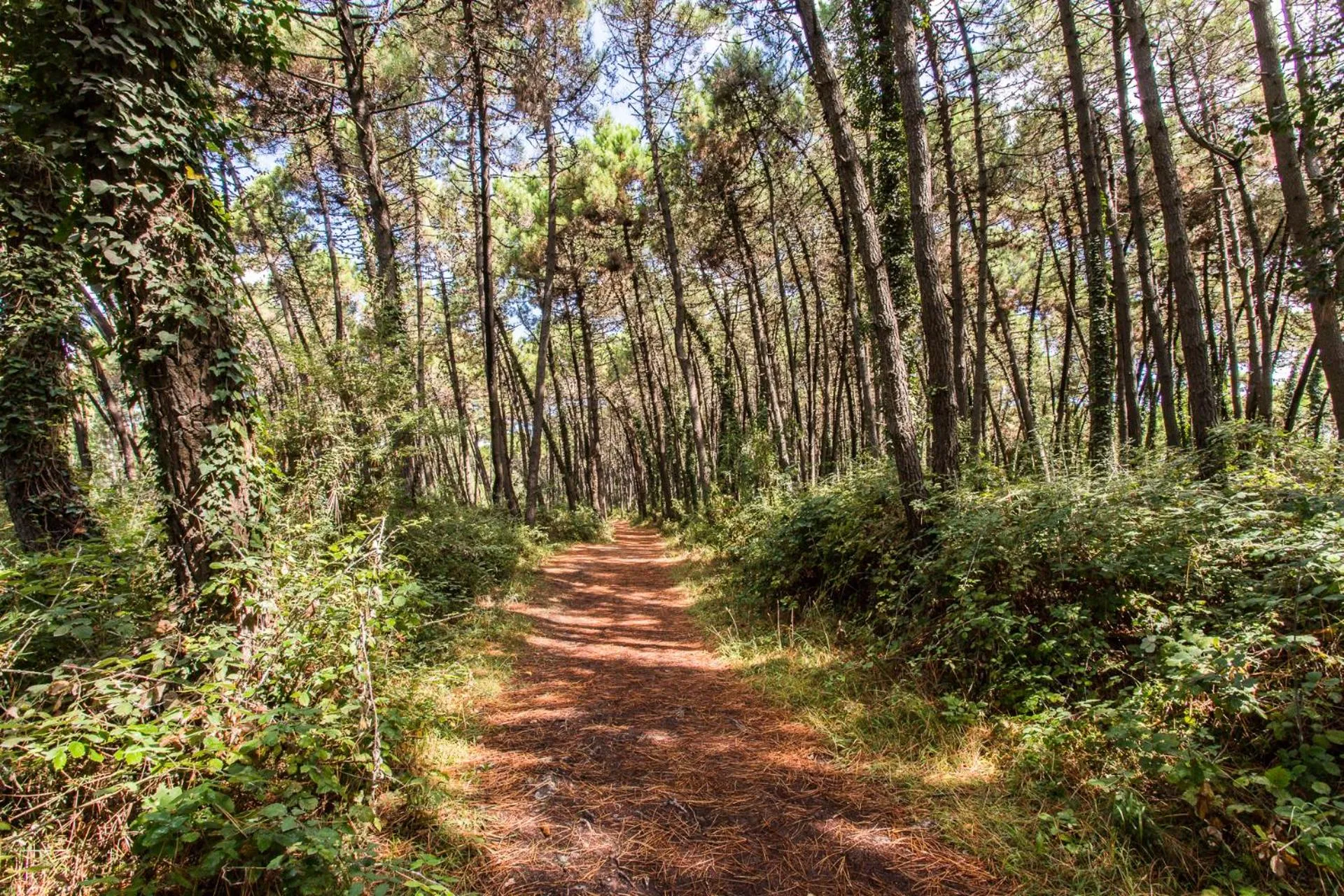 Natural landscape in Club del Sole Marina Romea Easy Camping Village
