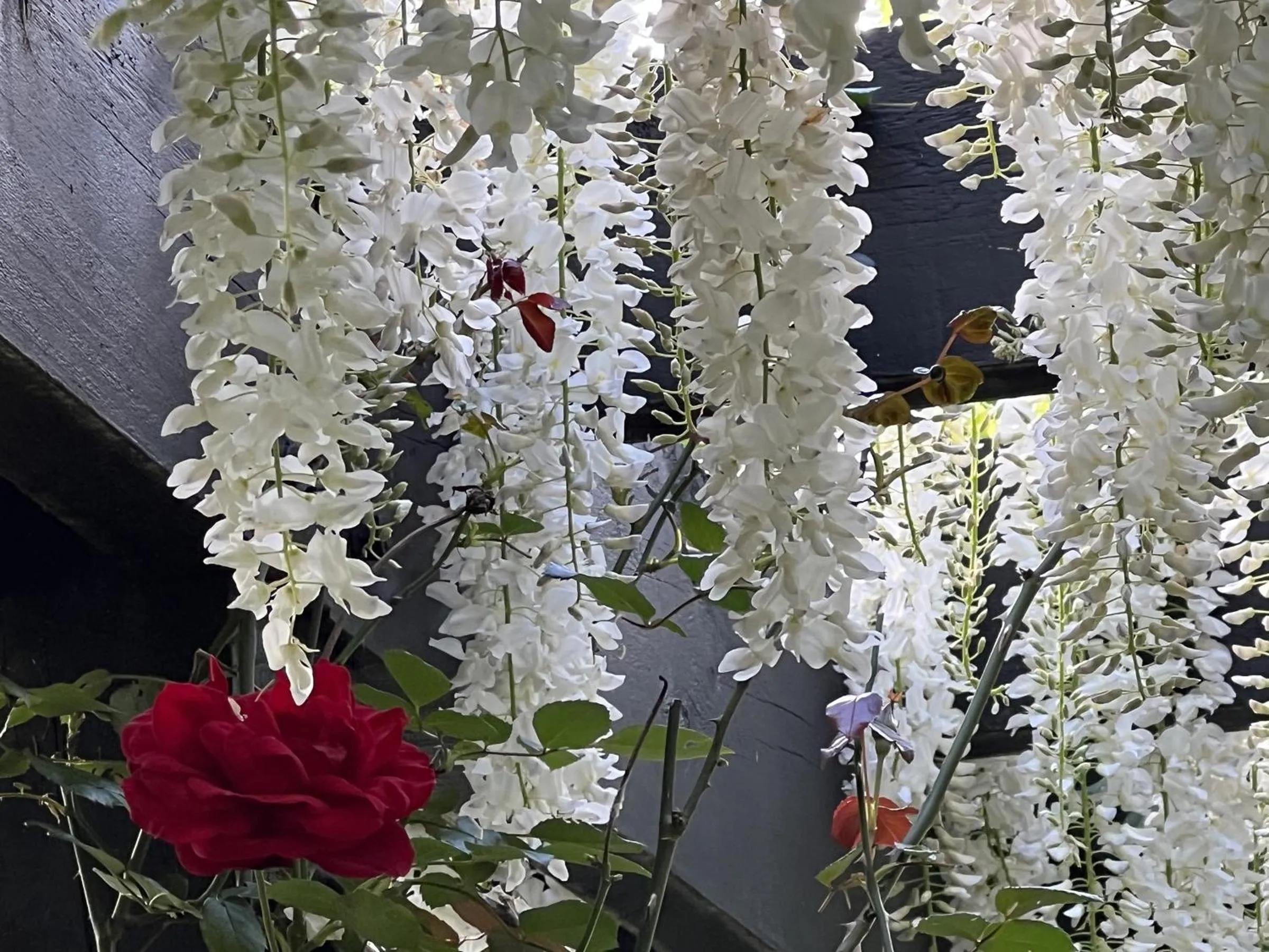 Garden in Treghan Luxury Lodge