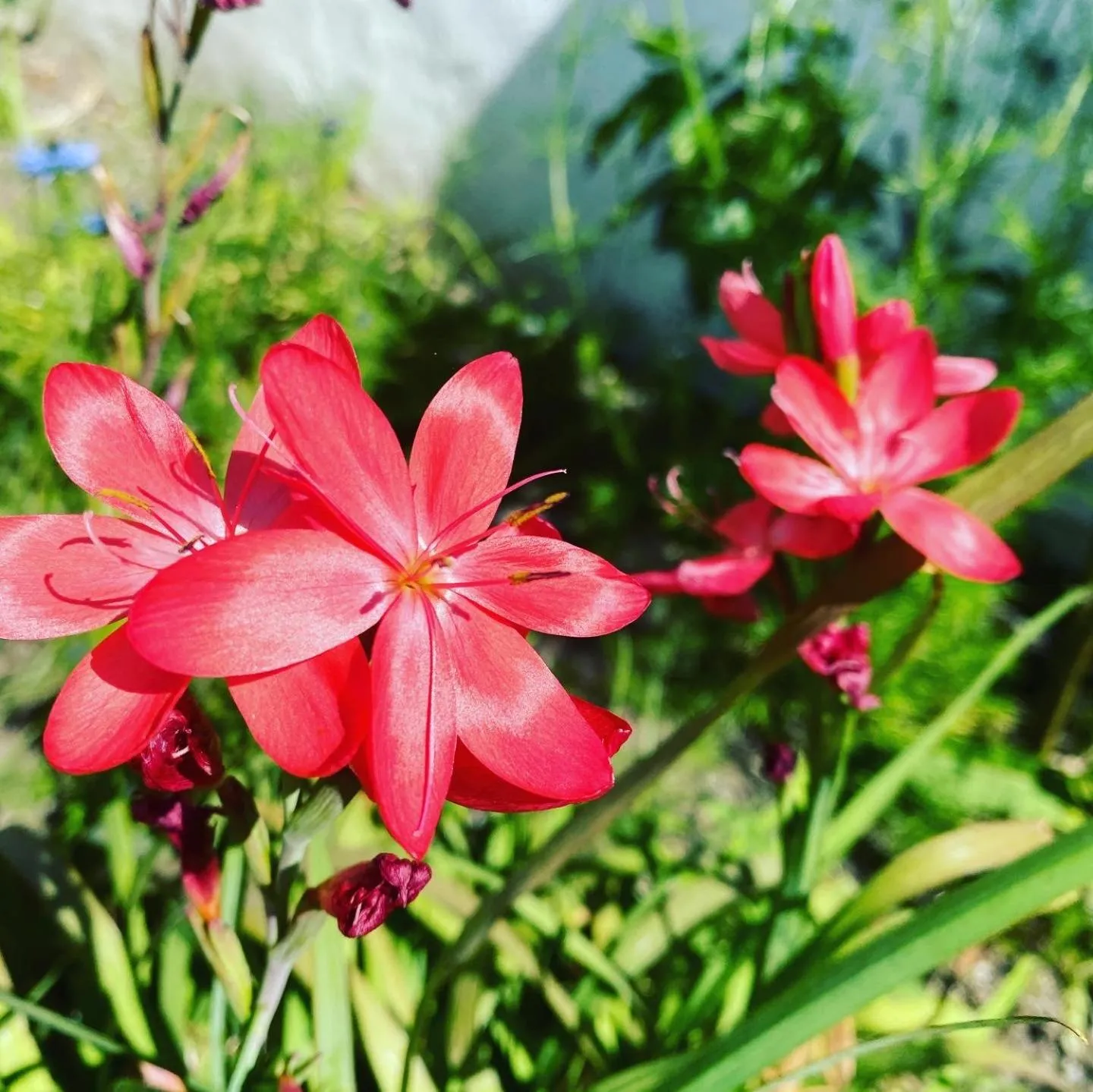 Spring in Penwyth House