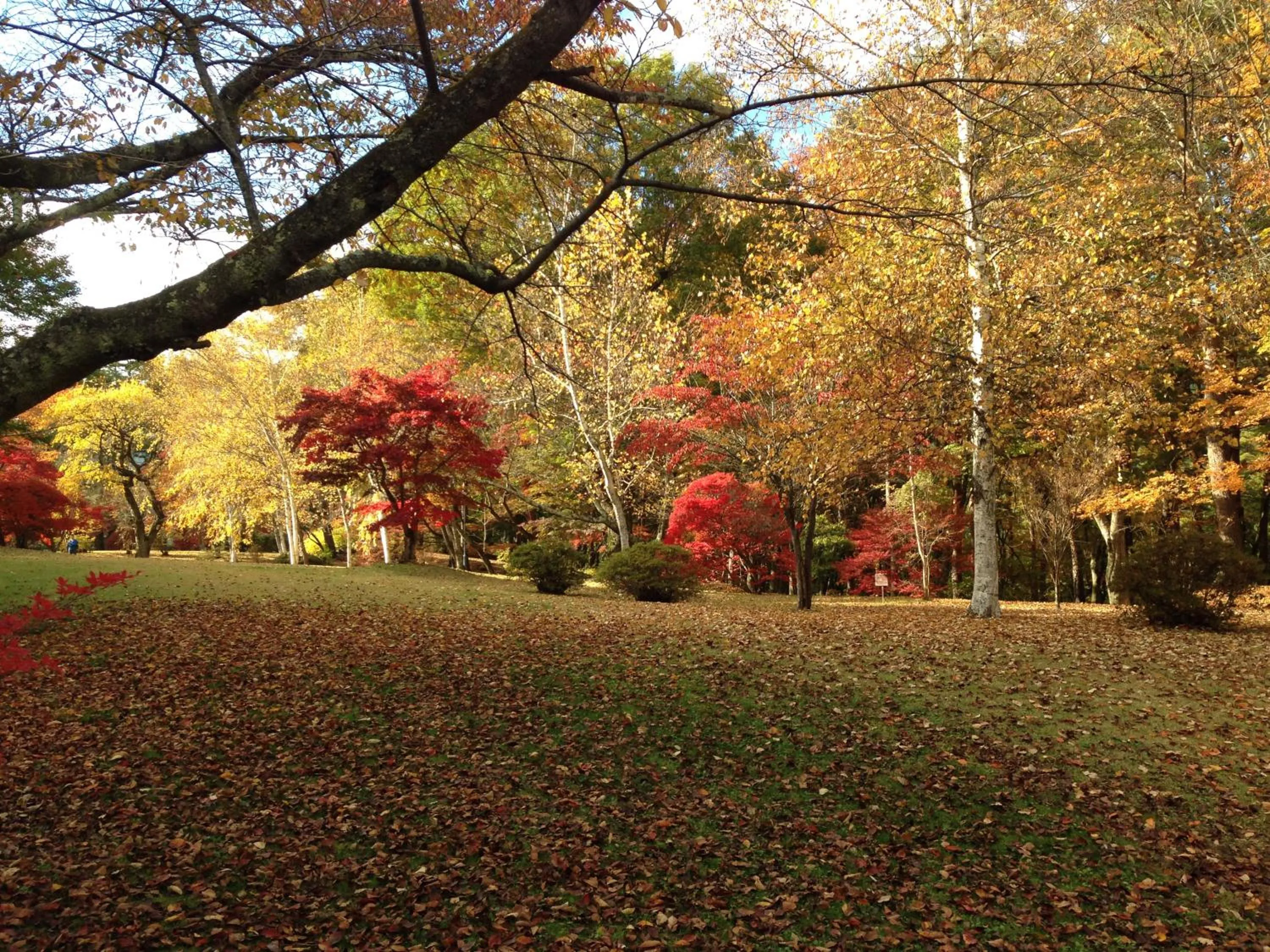 Garden in Fuji View Hotel
