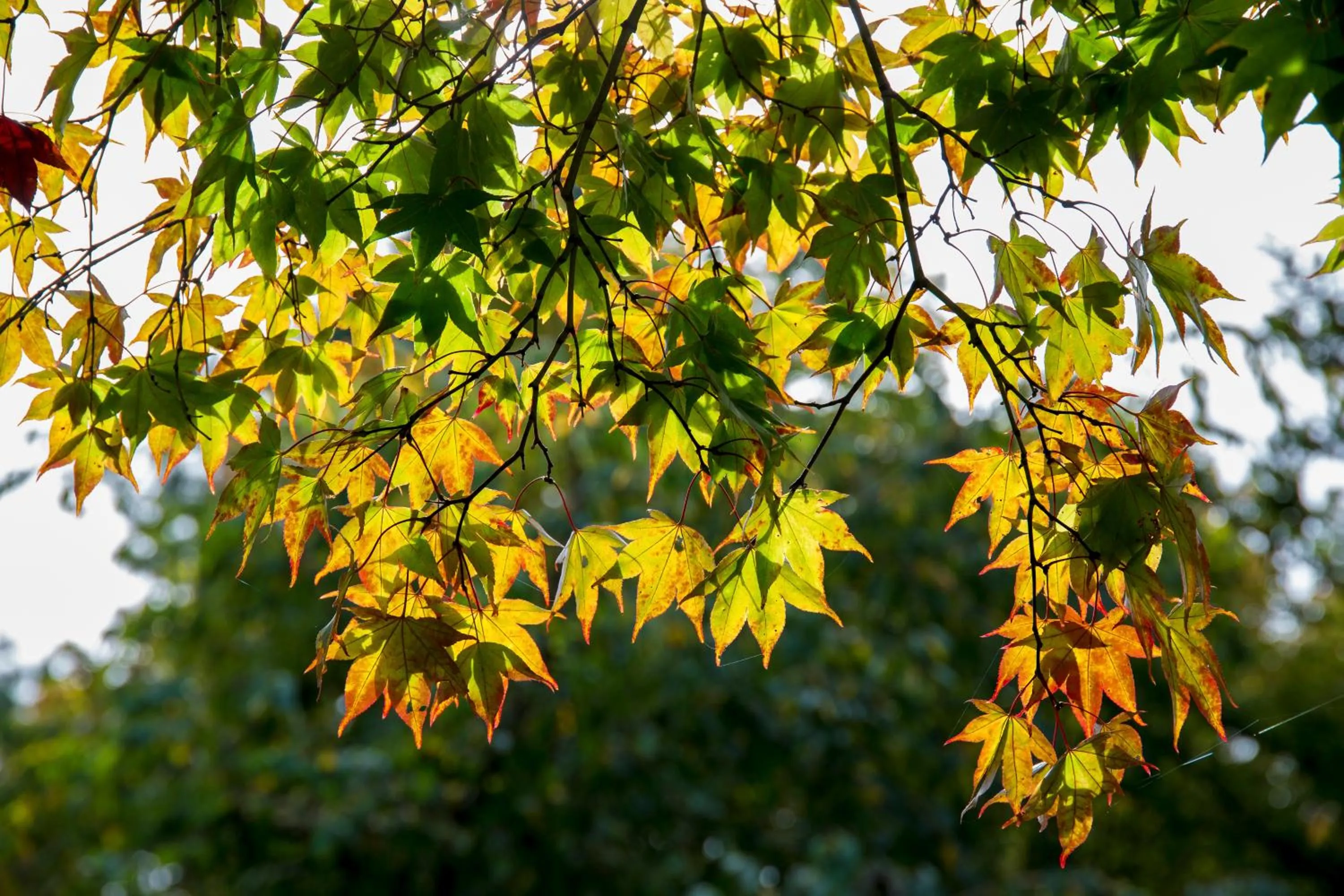 Garden in Fuji View Hotel