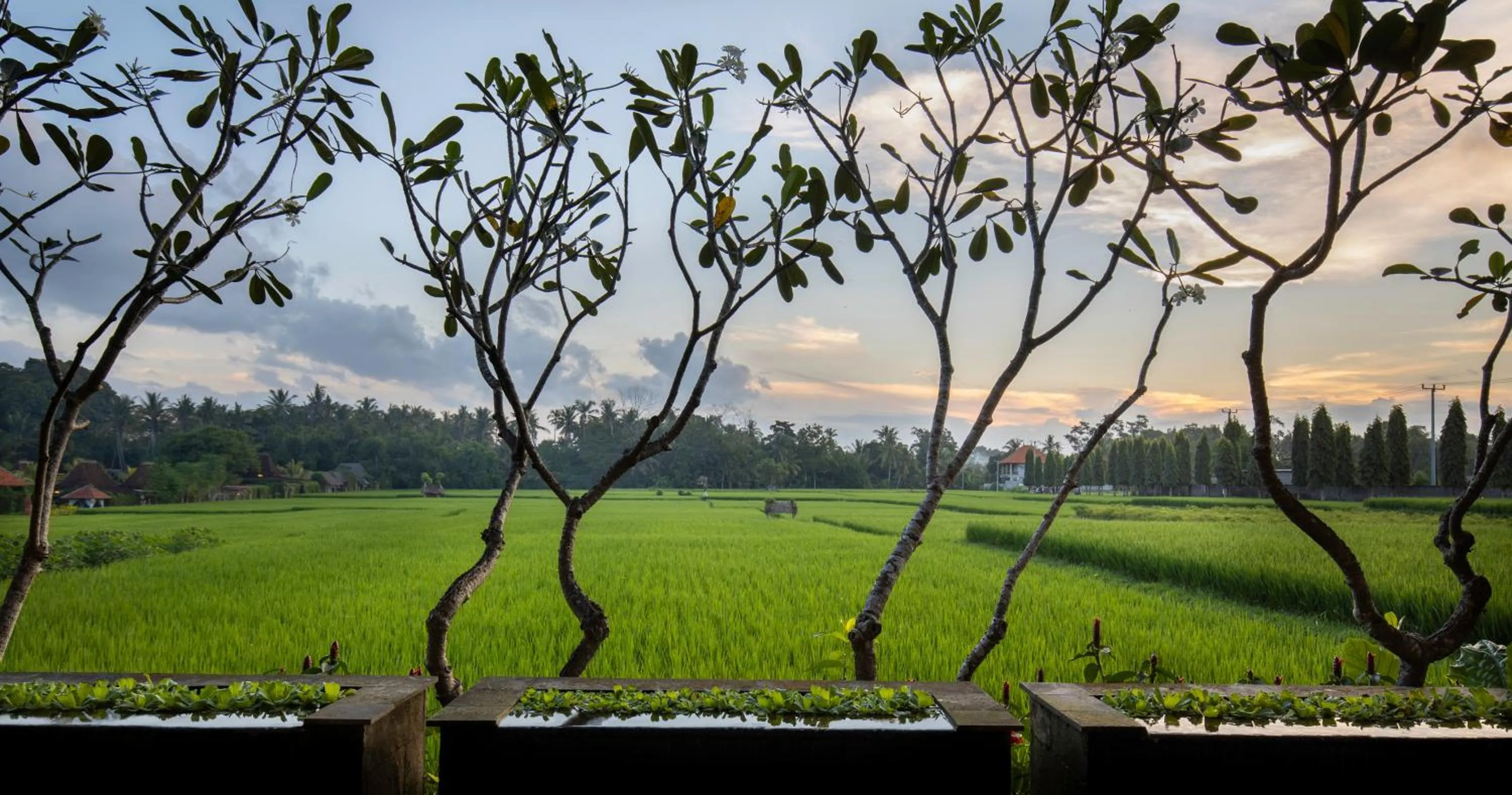 Natural landscape in Villa Kayu Lama