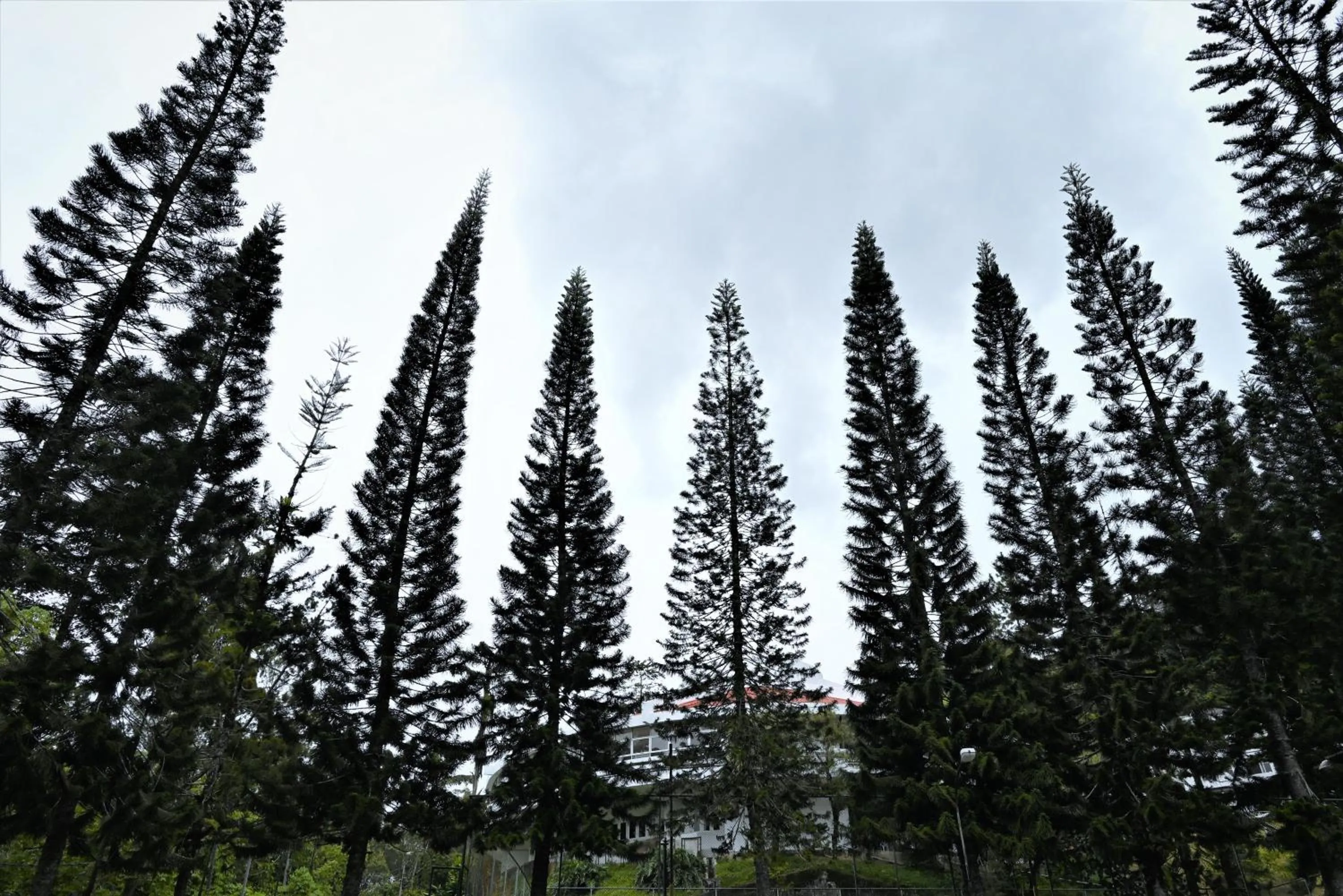 Garden in The Pines at Fraser's Hill, Malaysia