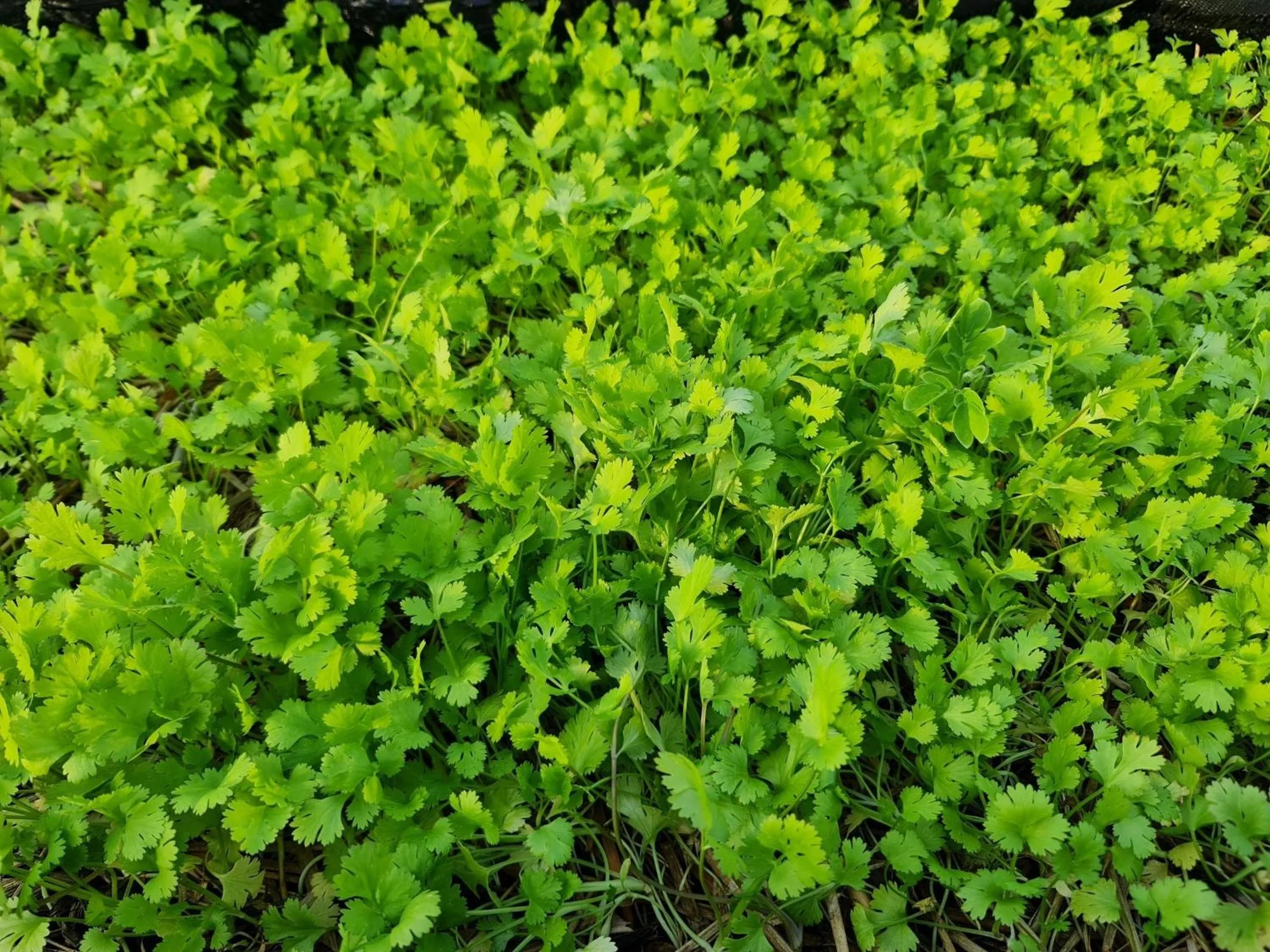 Garden in Naga Tara Boutique Resort