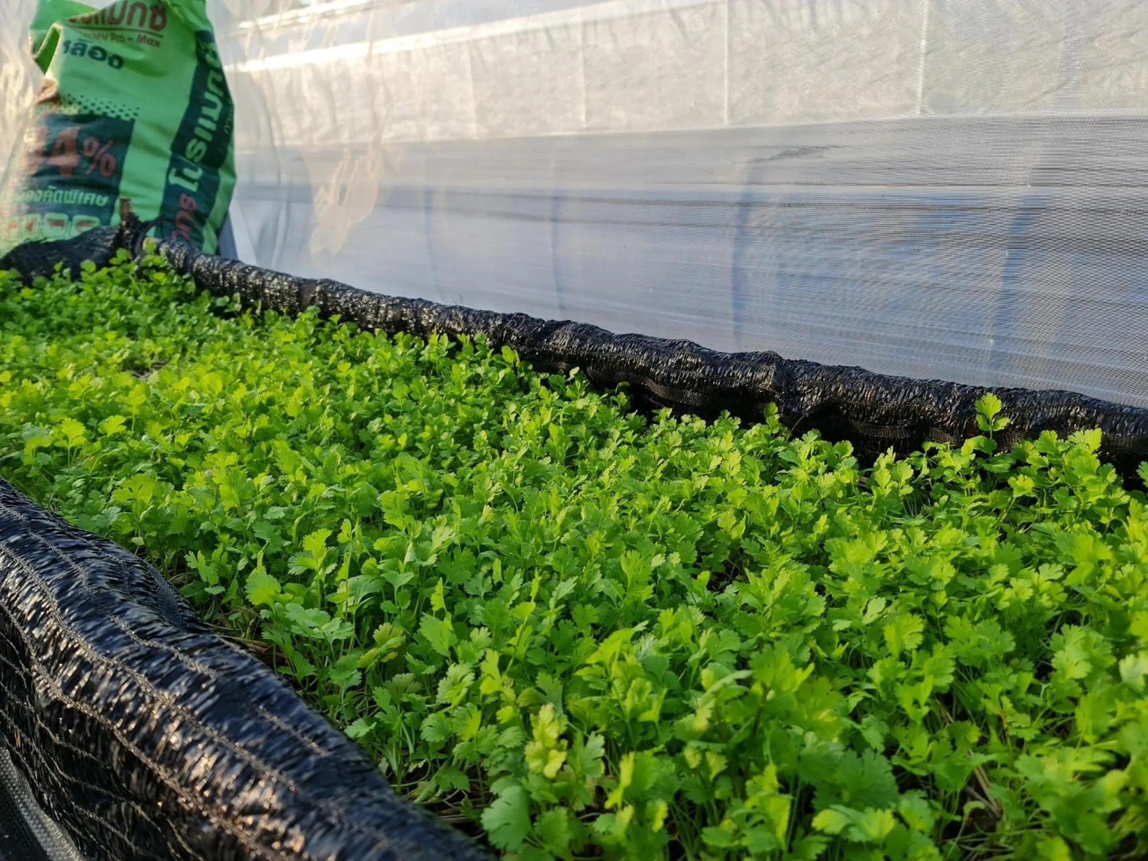 Garden in Naga Tara Boutique Resort