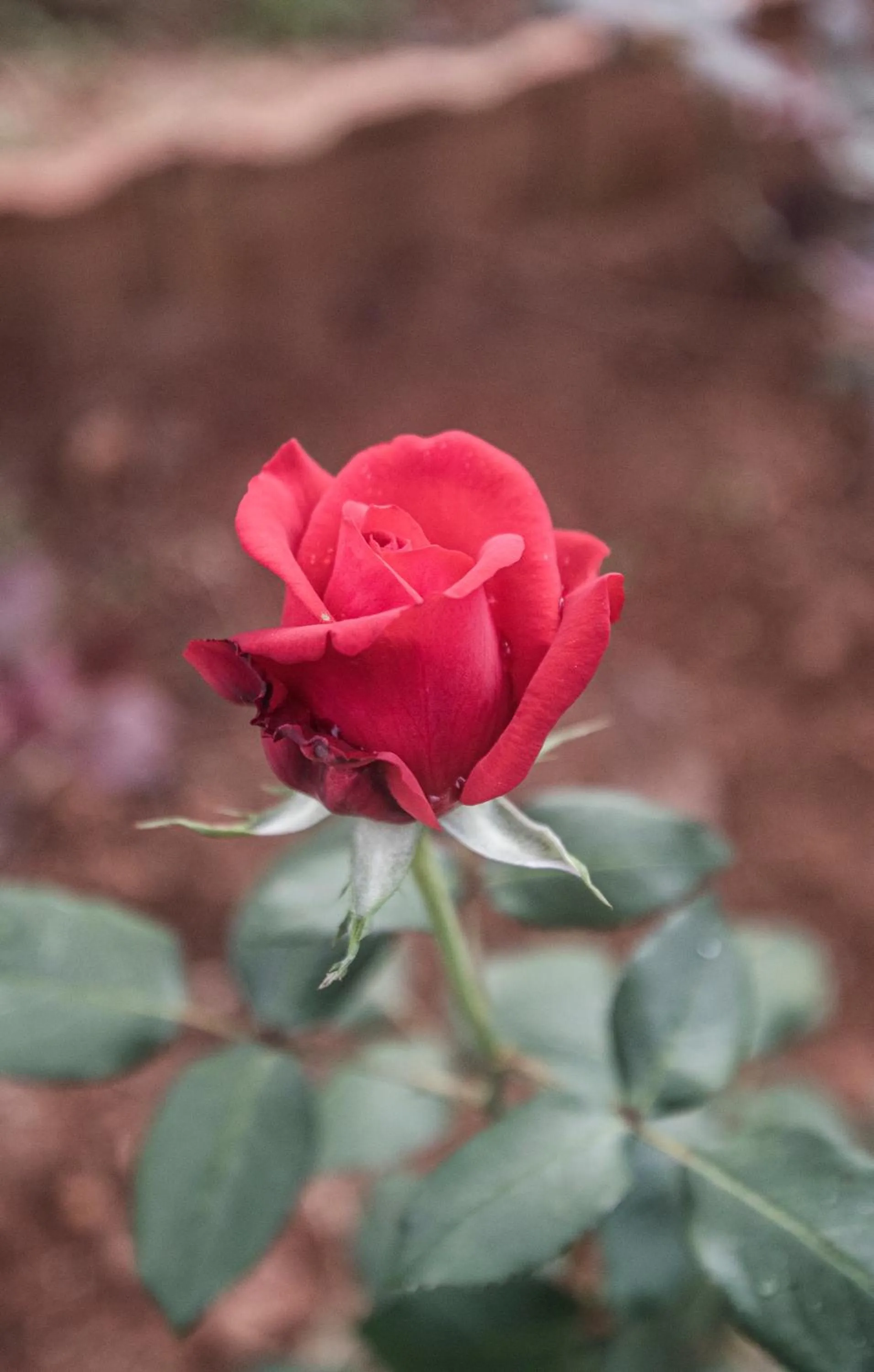 Garden in Top Mountain Resort
