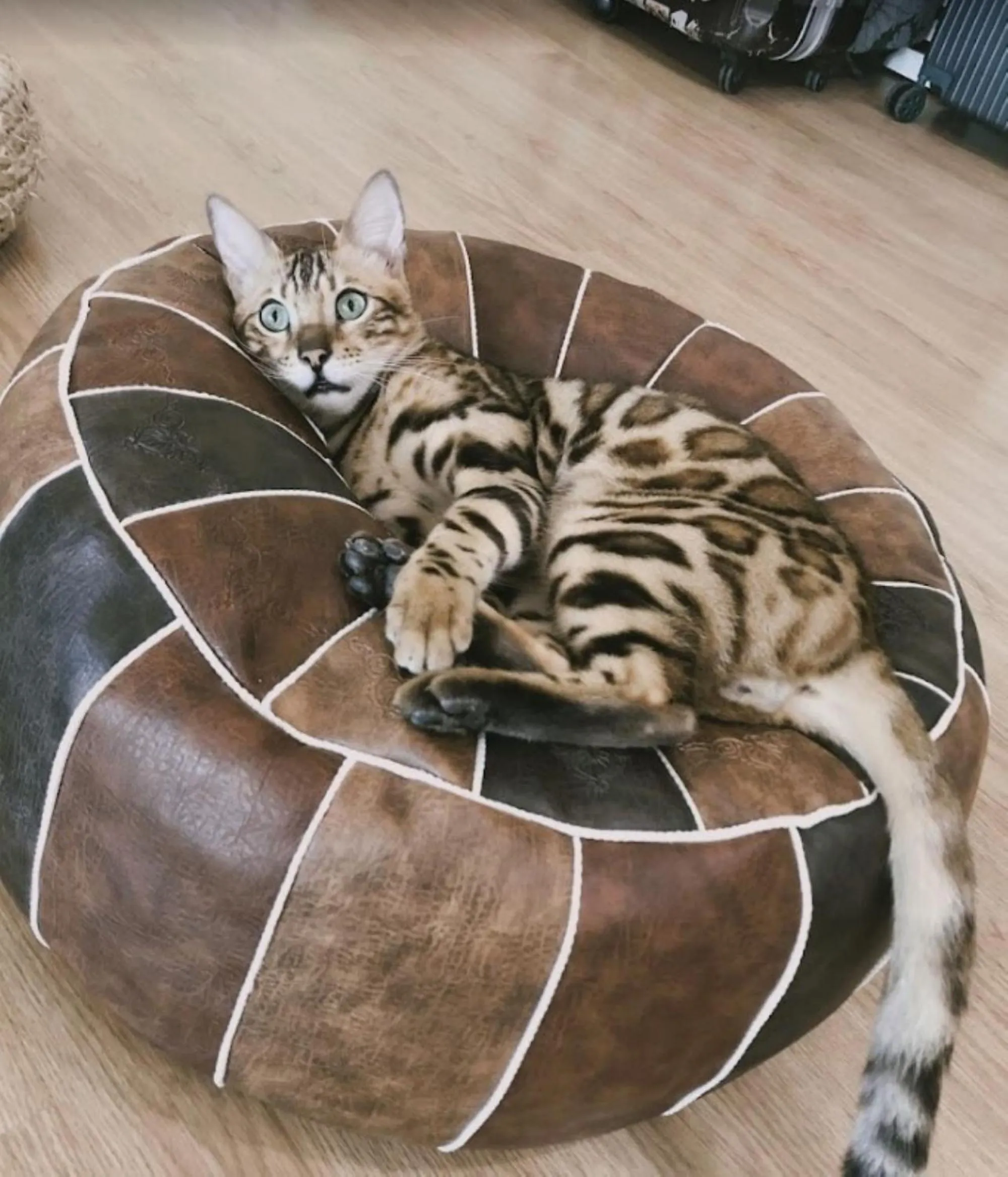 Animals in Cat Story Hotel