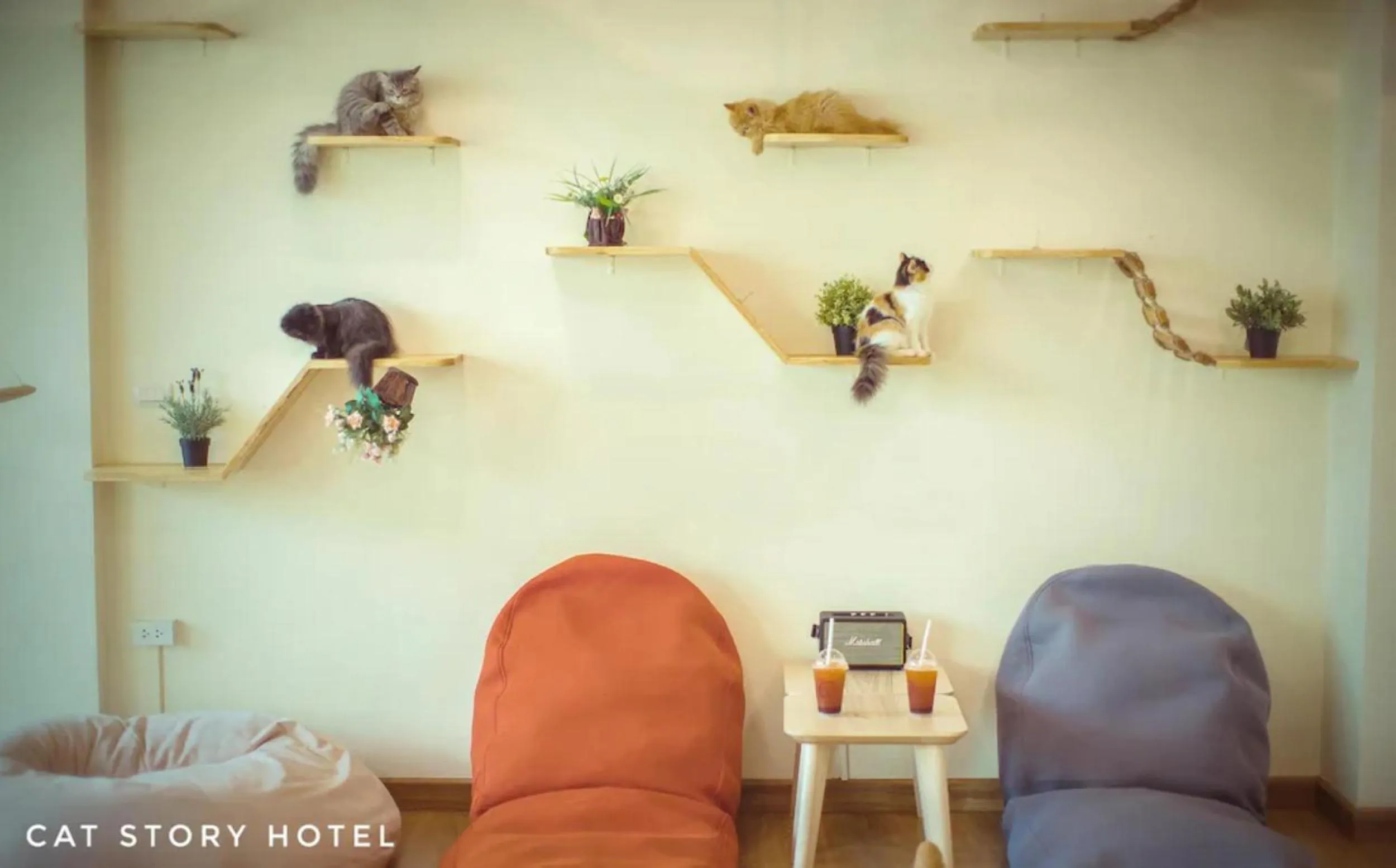 Decorative detail in Cat Story Hotel