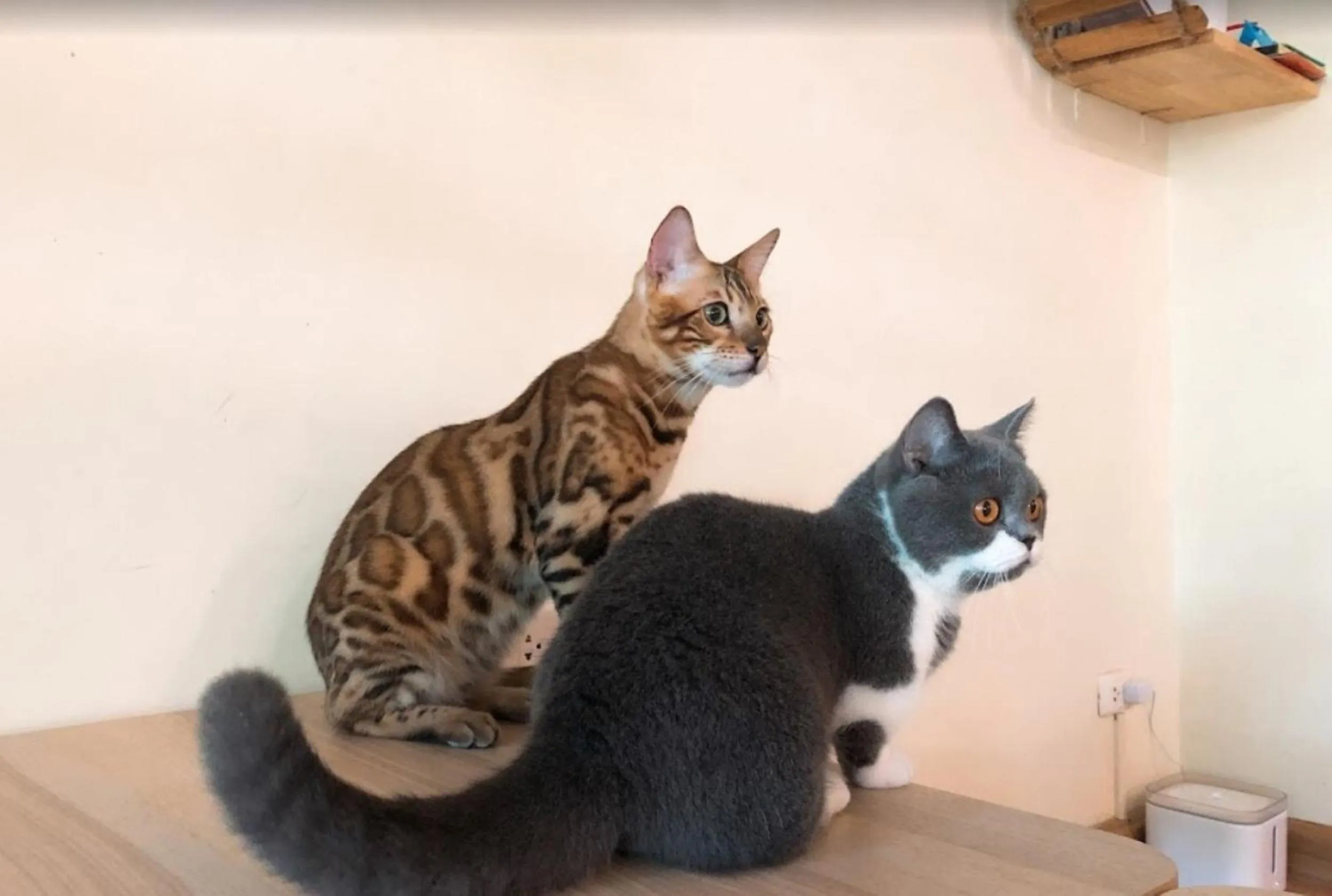 Animals in Cat Story Hotel