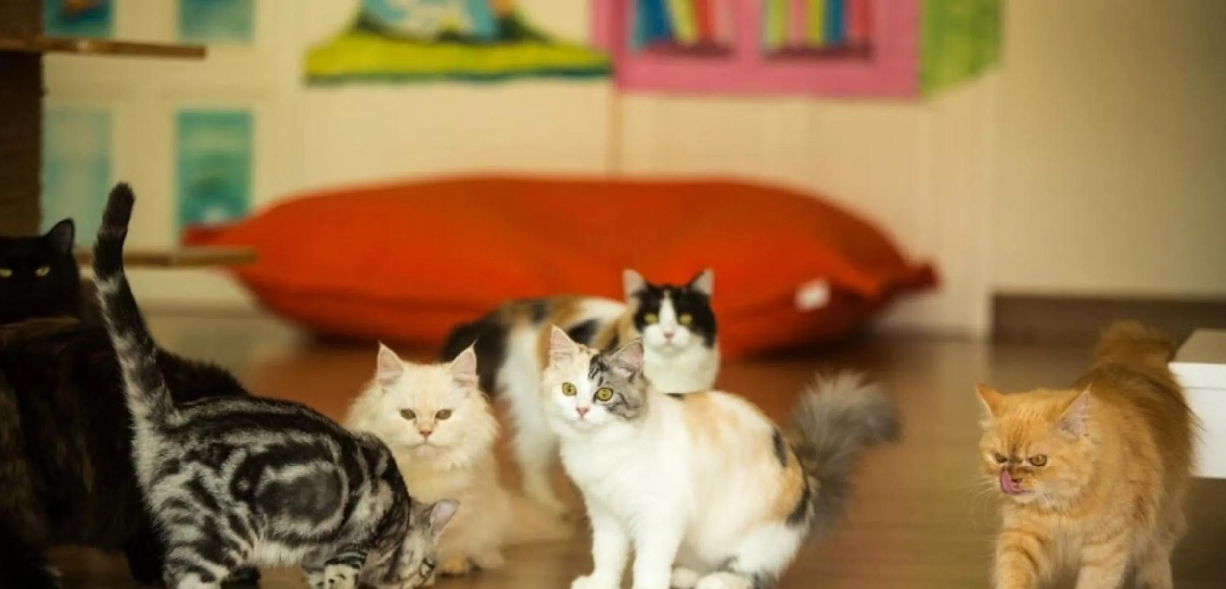 Animals in Cat Story Hotel