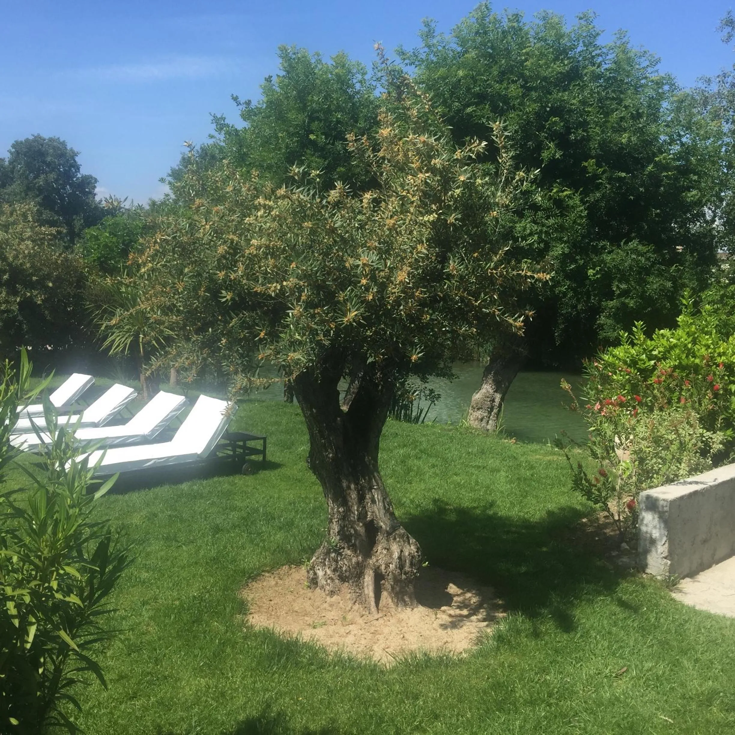 Garden in Villa Louise-Rose