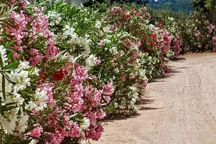 Property building in Les Suites De Pertamina