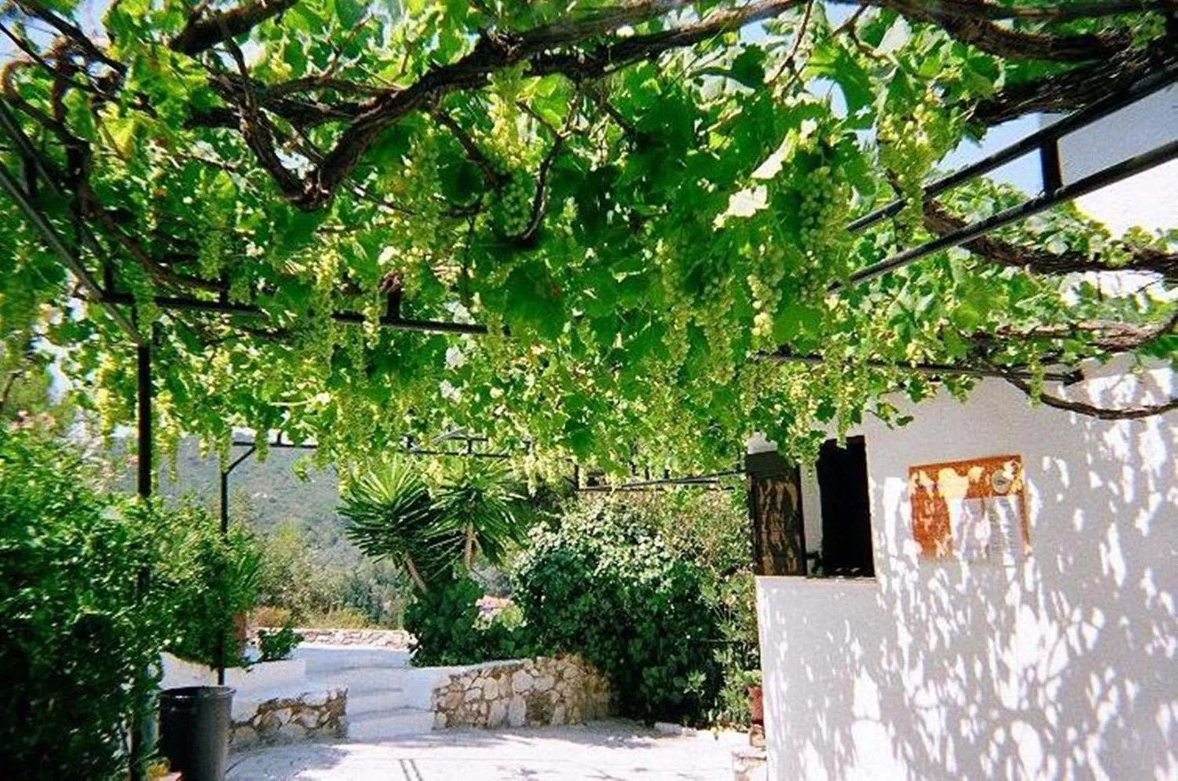 Garden in Villa Elpiniki