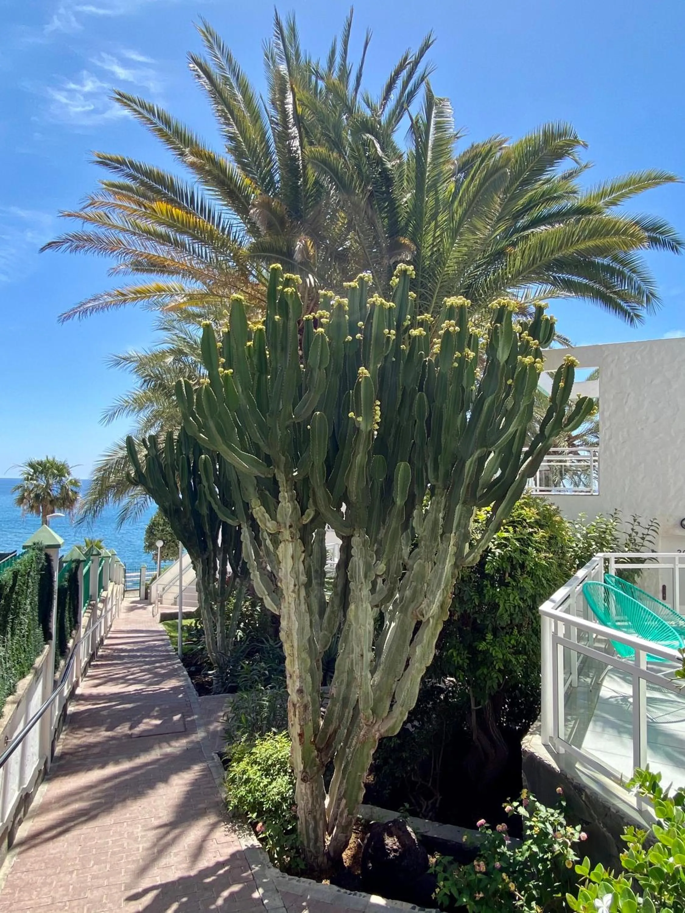Garden in Acapulco Ocean View