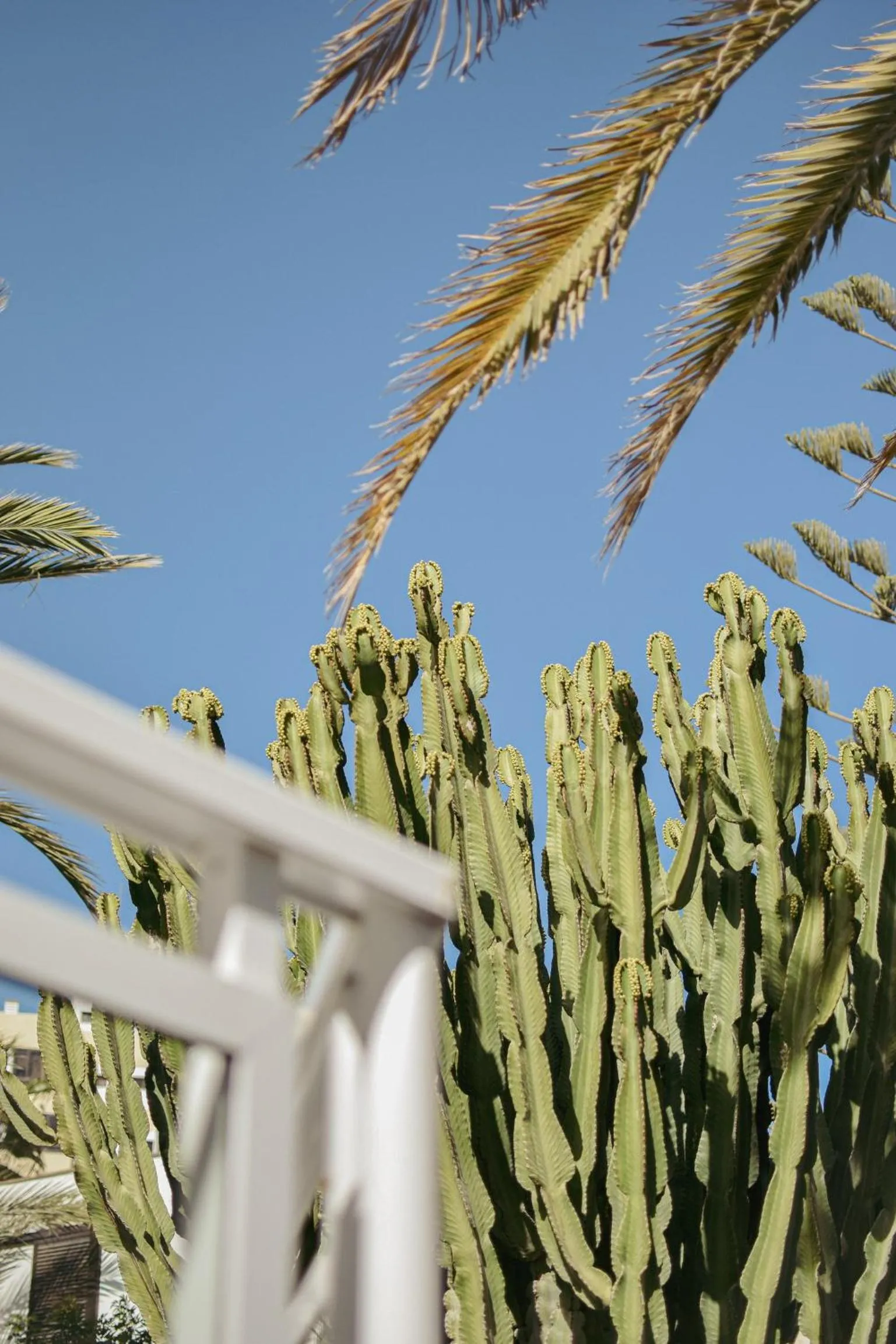 Garden in Acapulco Ocean View