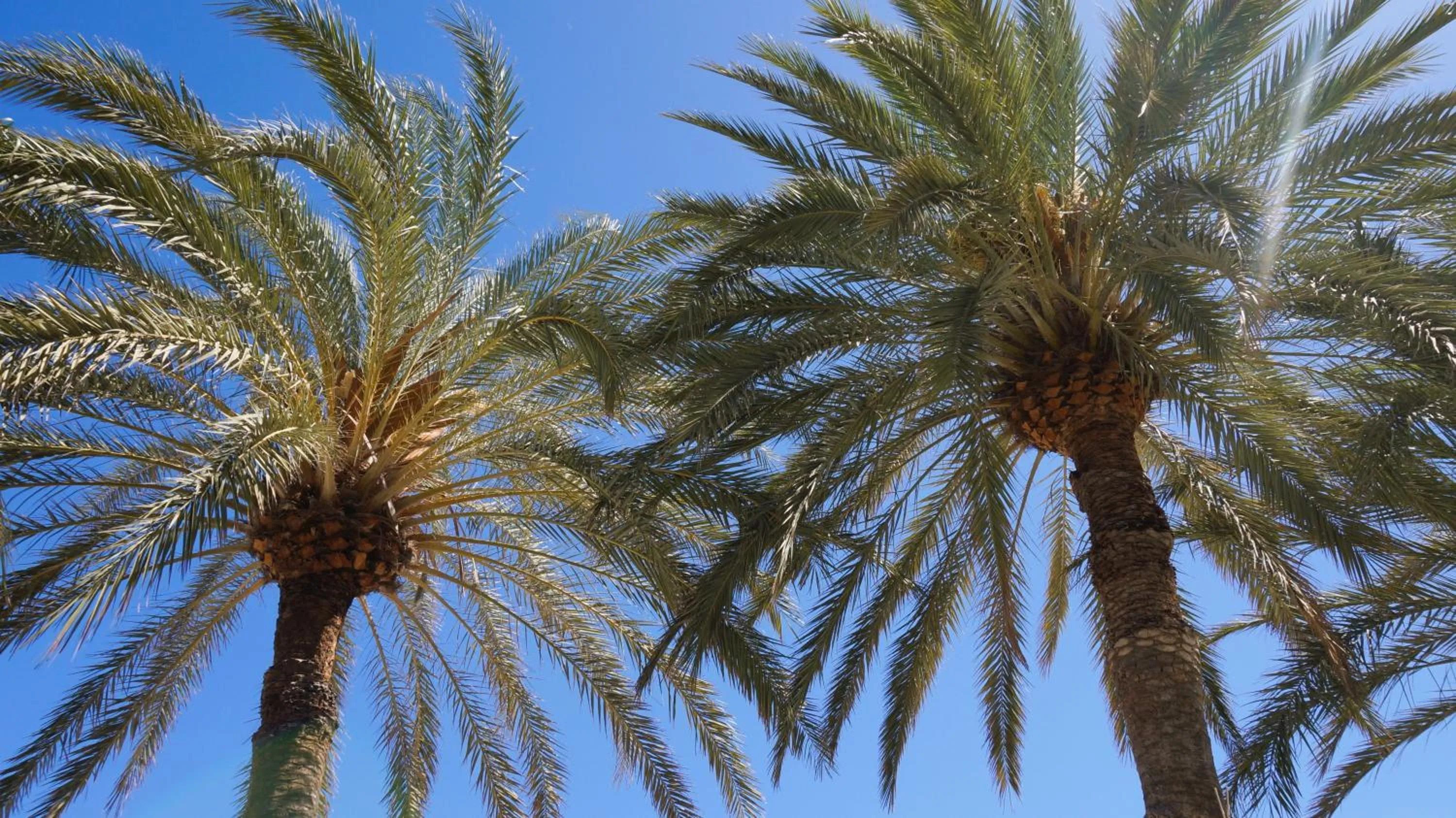 Garden in Acapulco Ocean View