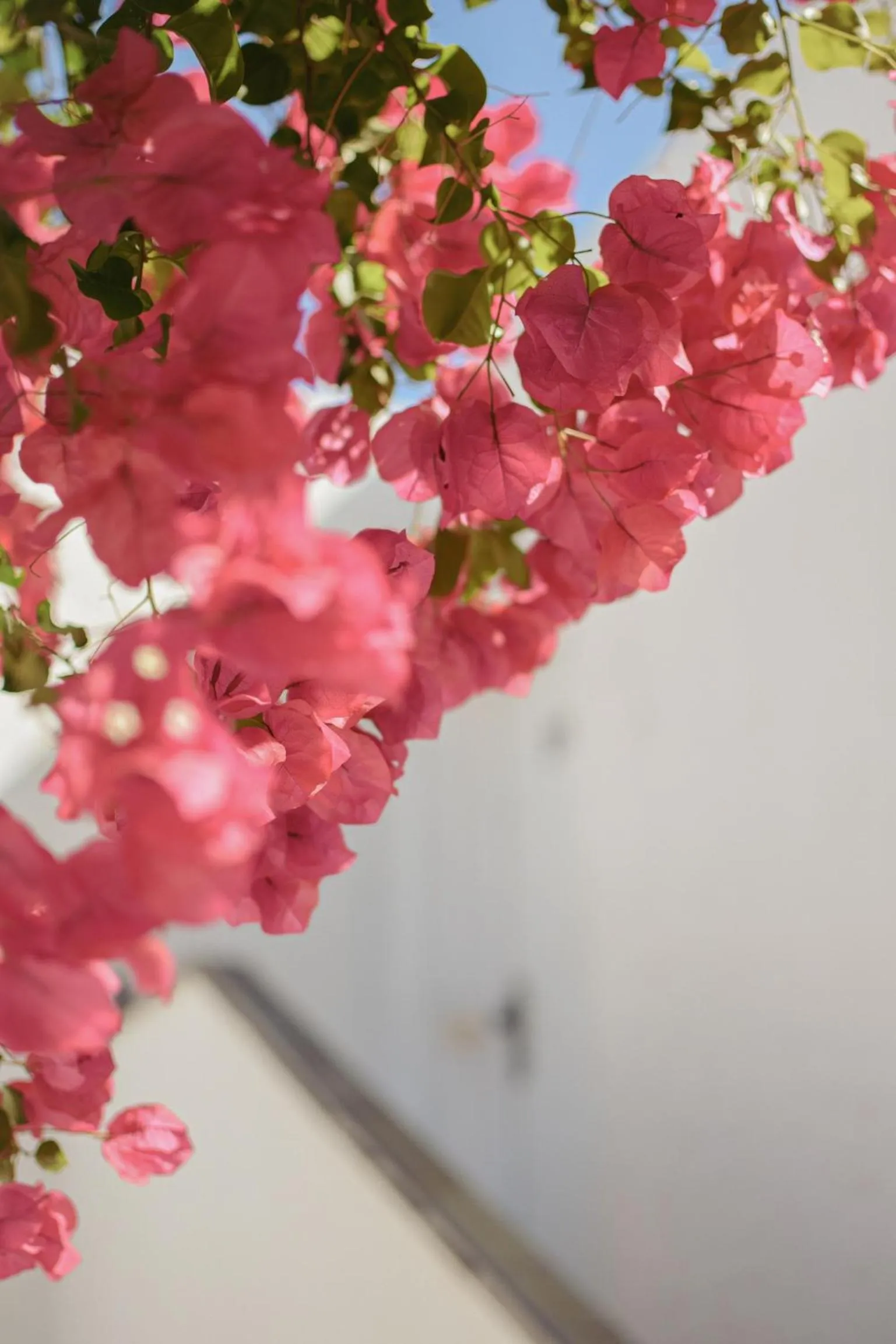 Garden in Acapulco Ocean View