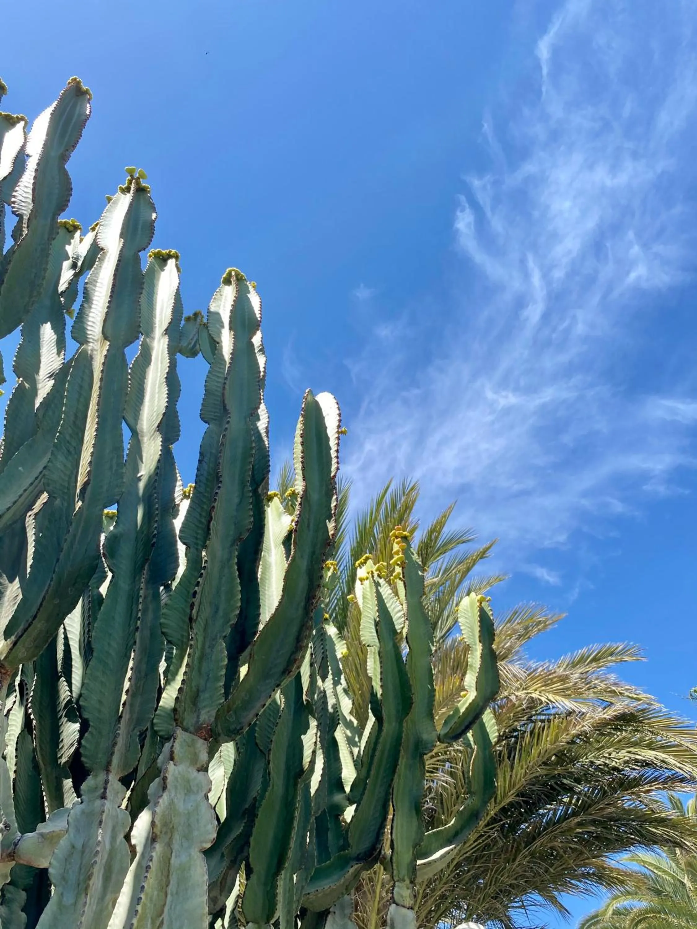 Garden in Acapulco Ocean View