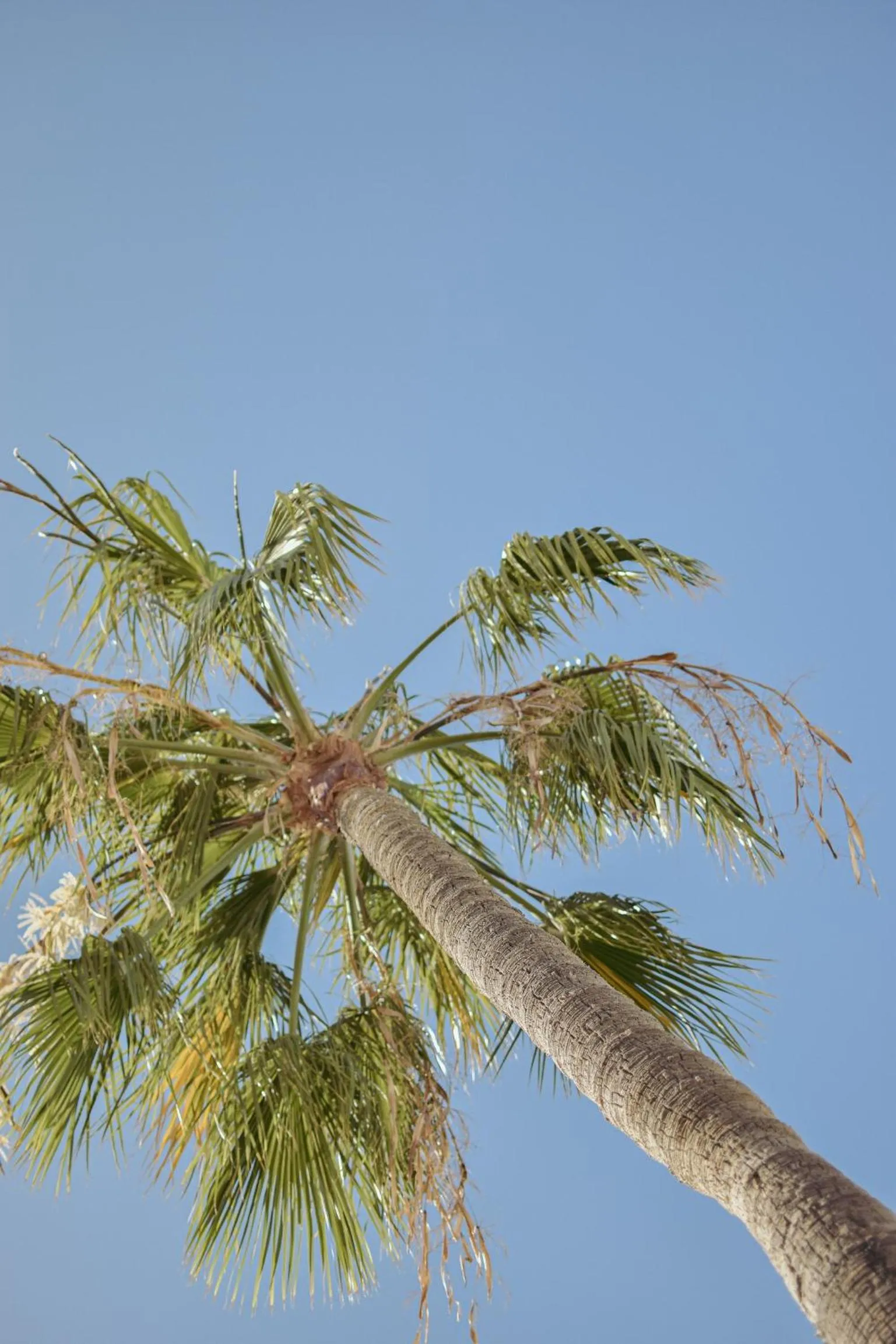 Garden in Acapulco Ocean View