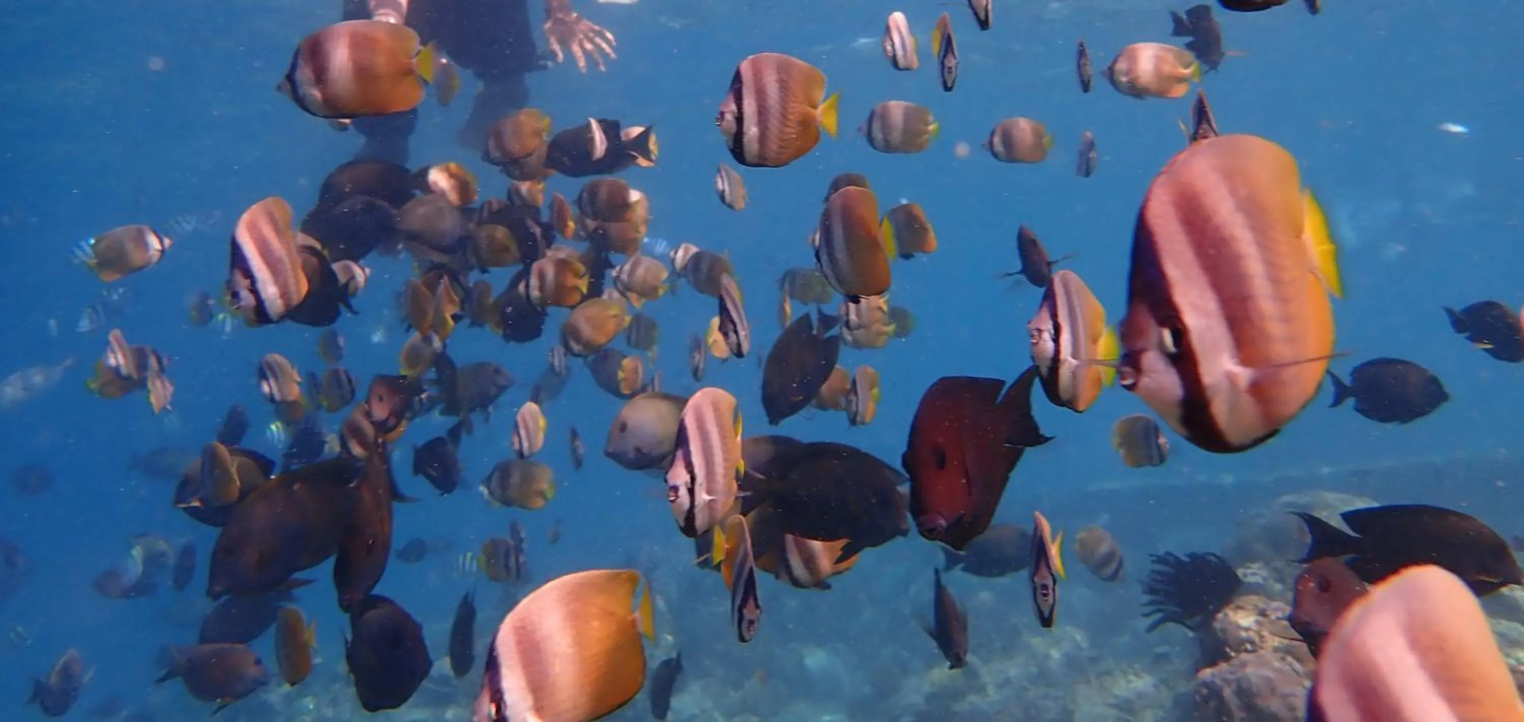 Snorkeling in Lucy's Garden Hotel