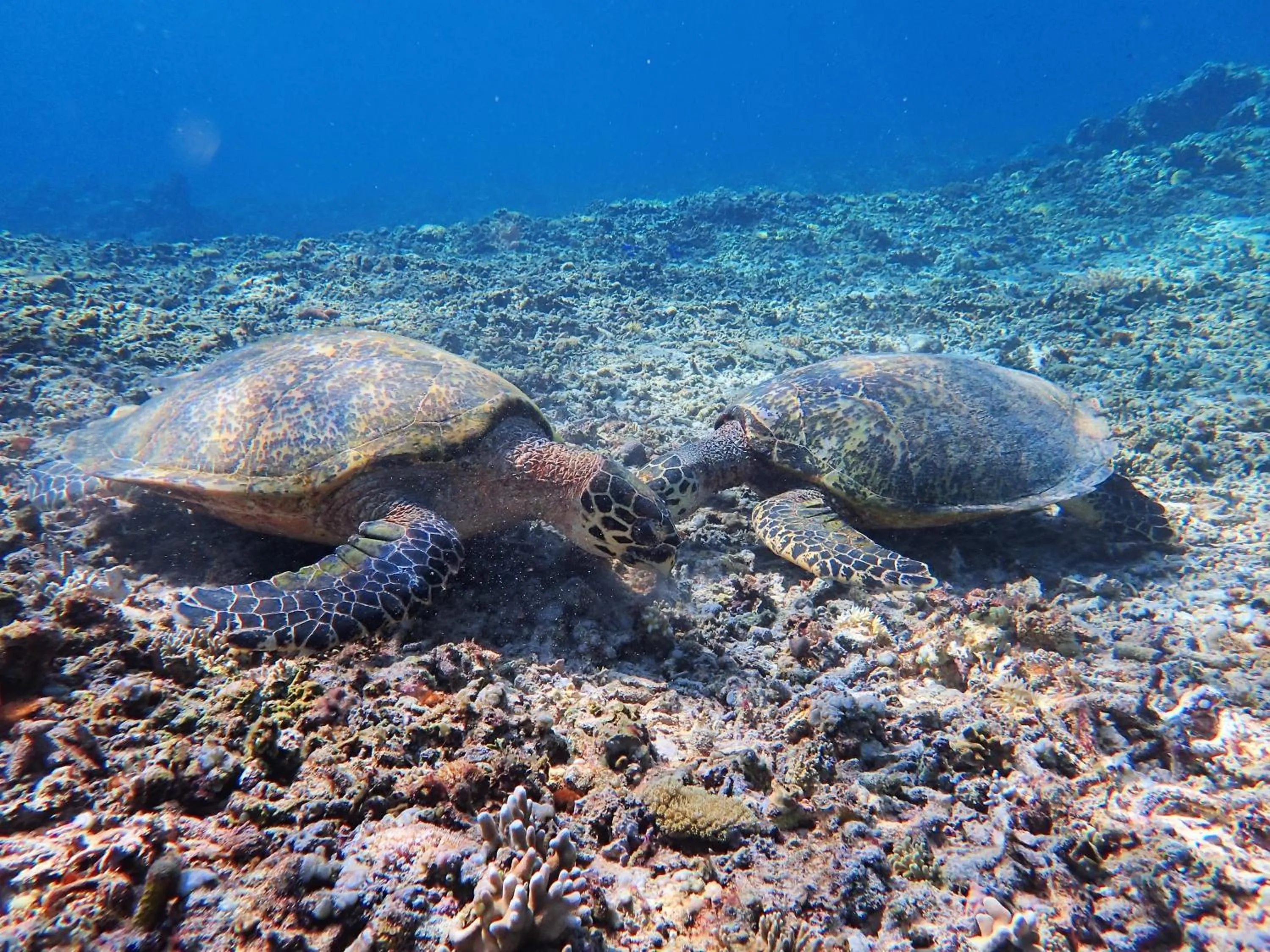 Snorkeling in Lucy's Garden Hotel