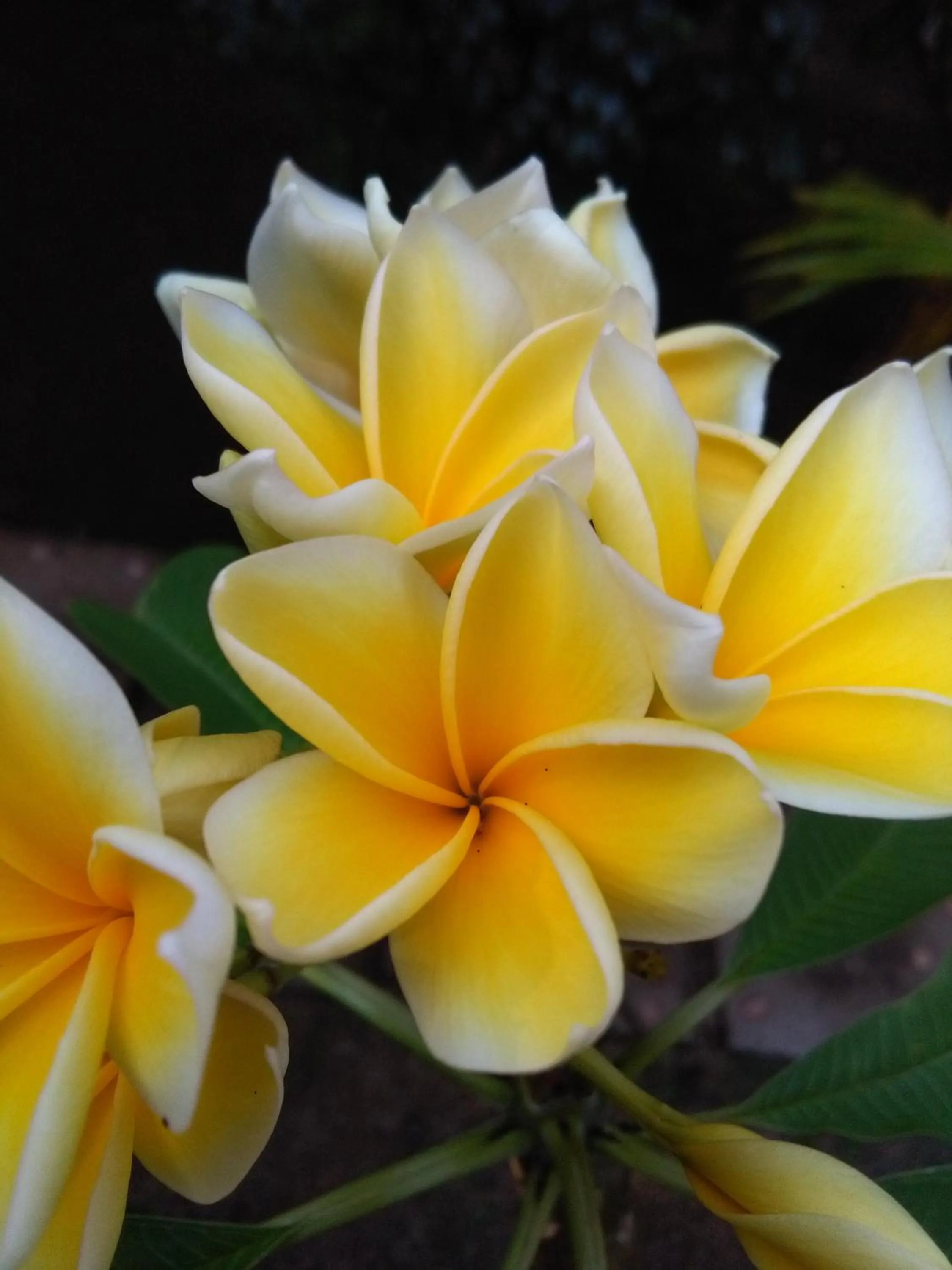 Garden in Lucy's Garden Hotel