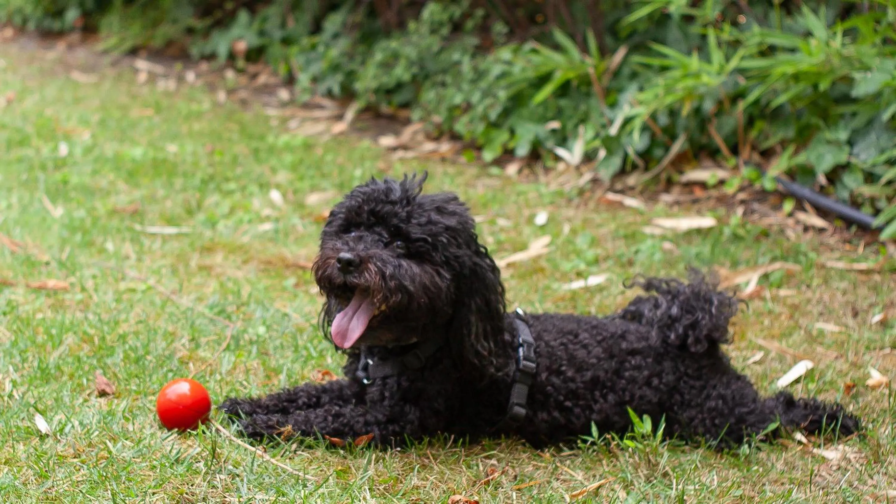 Pets in Hotel Platán
